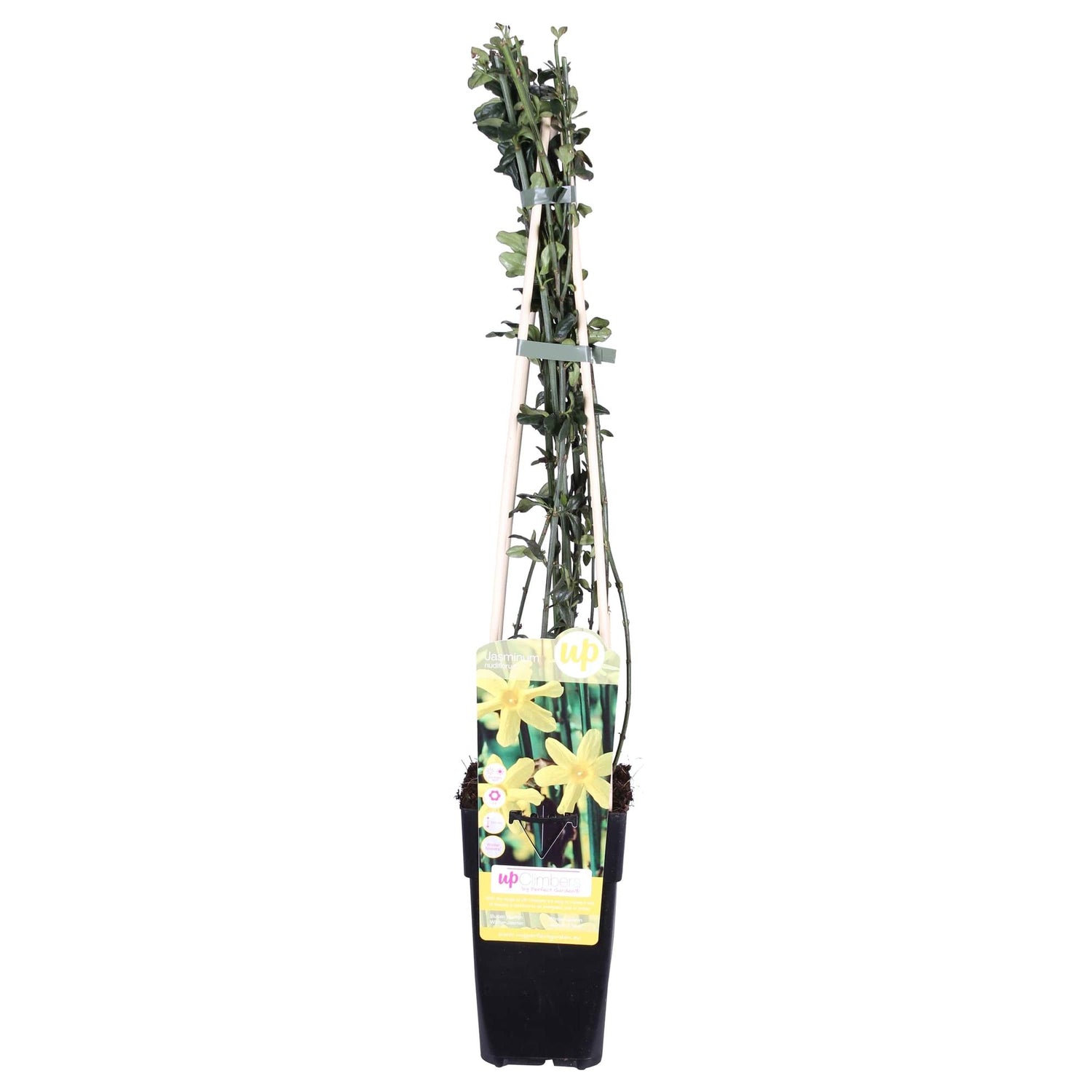Jasmin - Jasminum nudiflorum - Ø15cm - ↕65cm