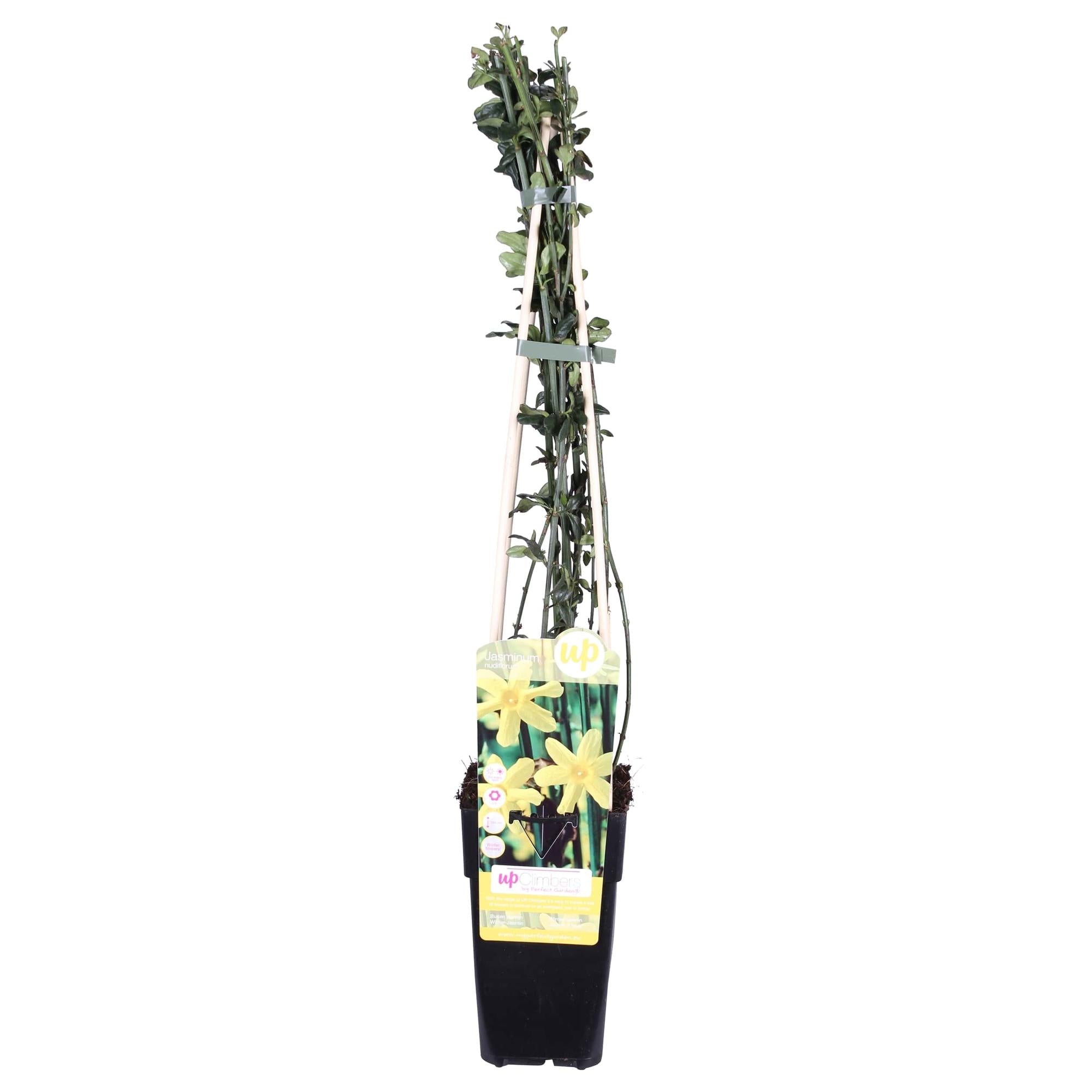 Jasmin - Jasminum nudiflorum - Ø15cm - ↕65cm