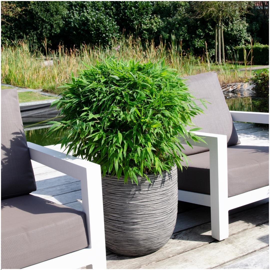 Bambus XL - Fargesia moontears - Ø 29 cm - ↨ 70 cm