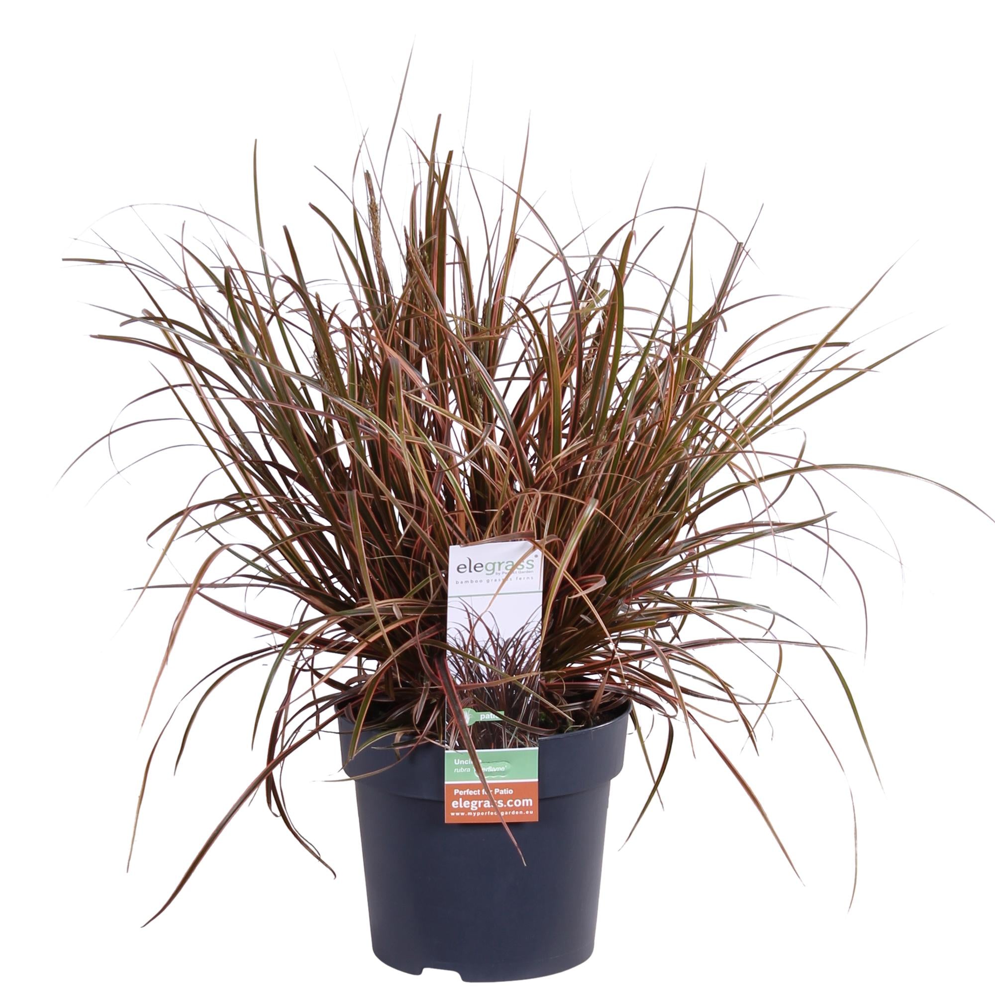 Mahagonigras - Uncinia rubra Everflame - Ø19cm - ↕40cm - Ø14 - ↨30cm