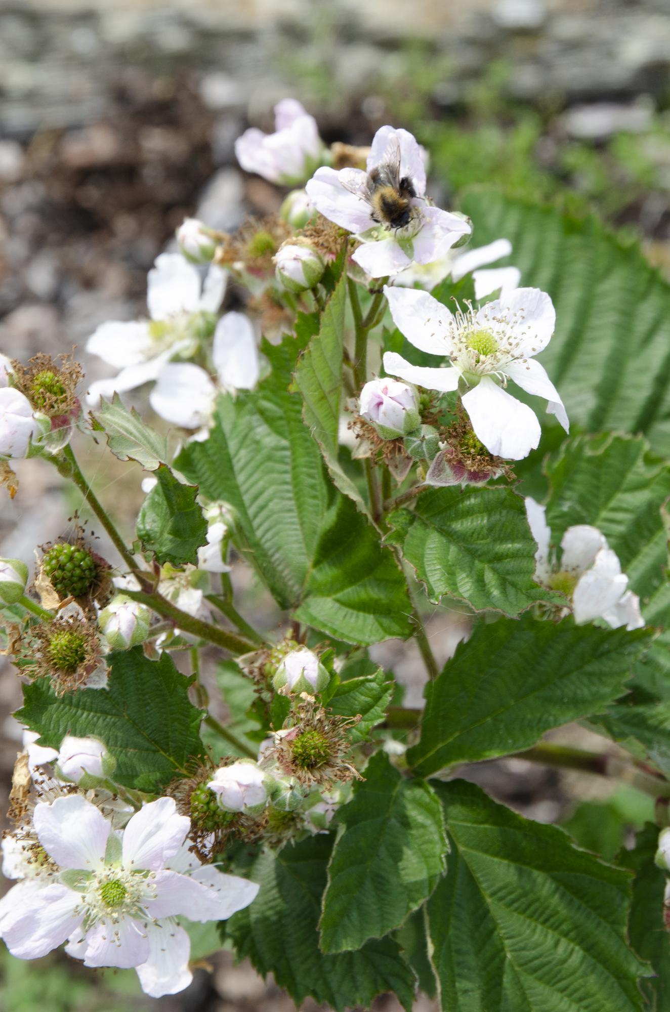 Dornenlose Brombeere - Rubus fruticosus &