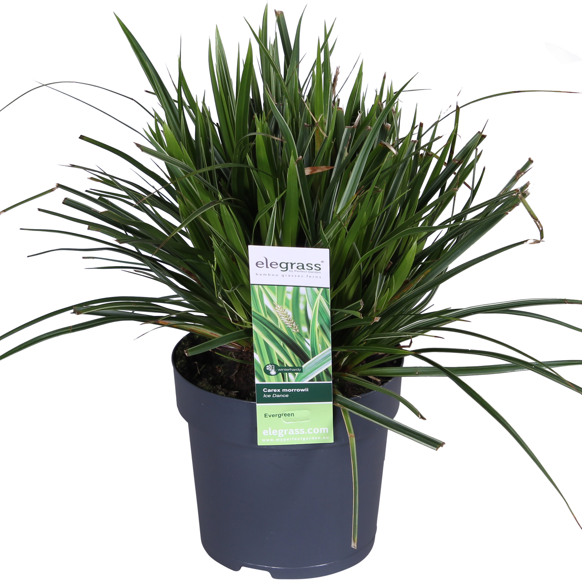 Japan-Segge - Carex morrowii &