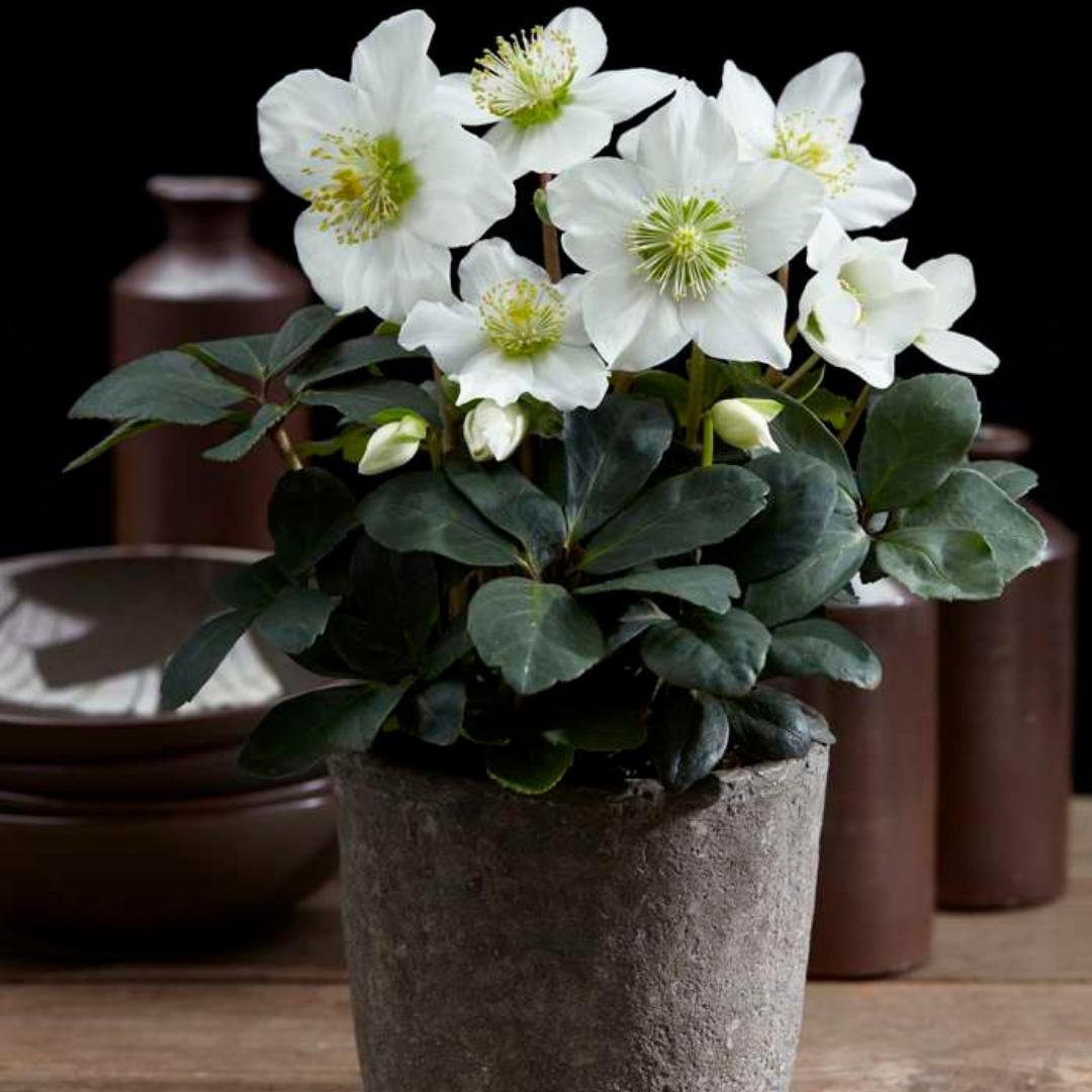 Christrose (6 Stück) - Helleborus niger &