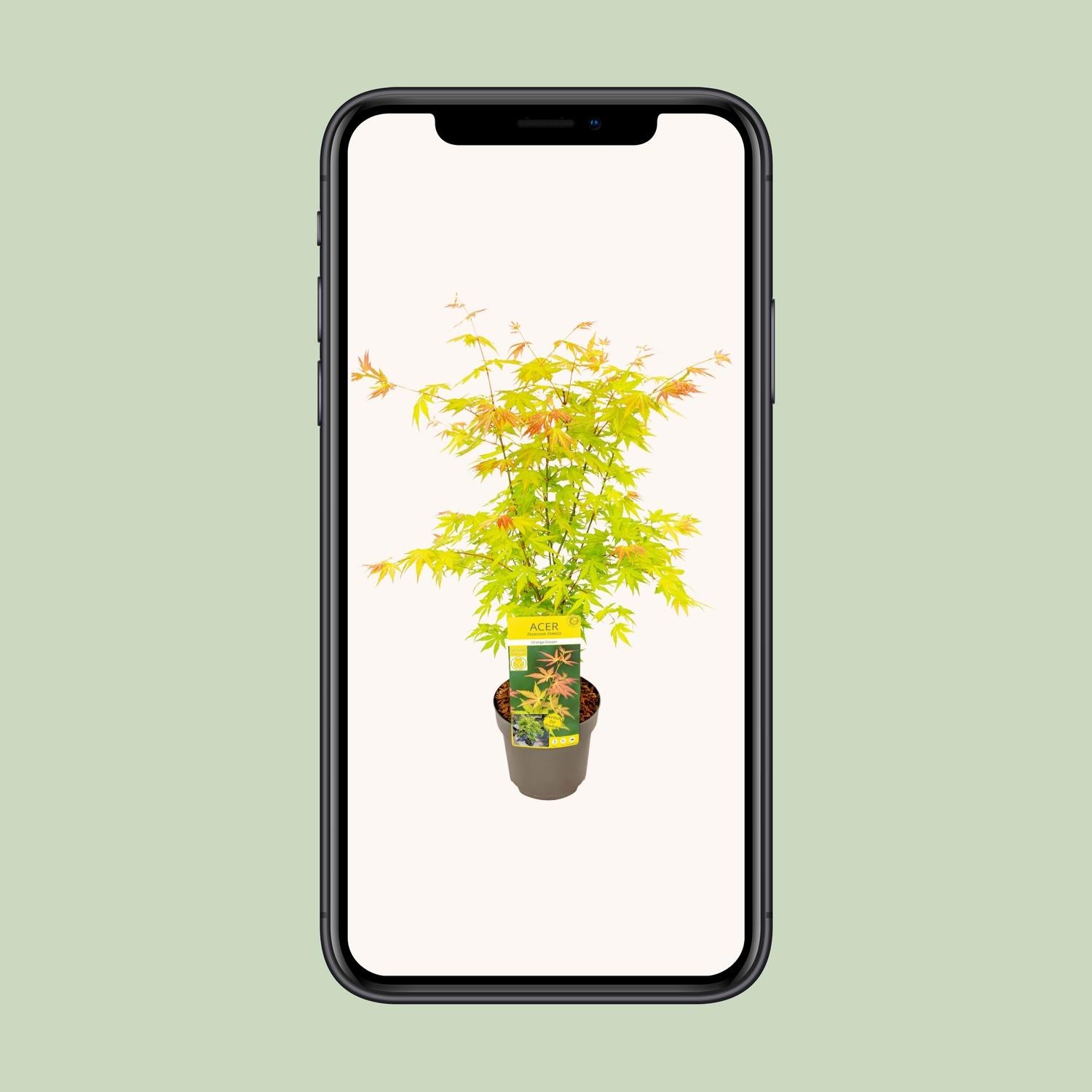 Fächerahorn - Acer palmatum Orange Dream - Ø19cm - ↕50cm