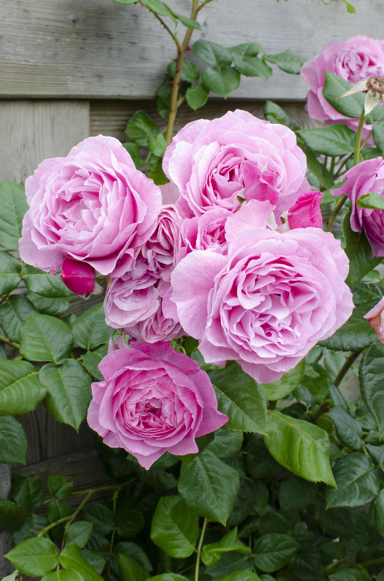 Rosa Crazy in love &