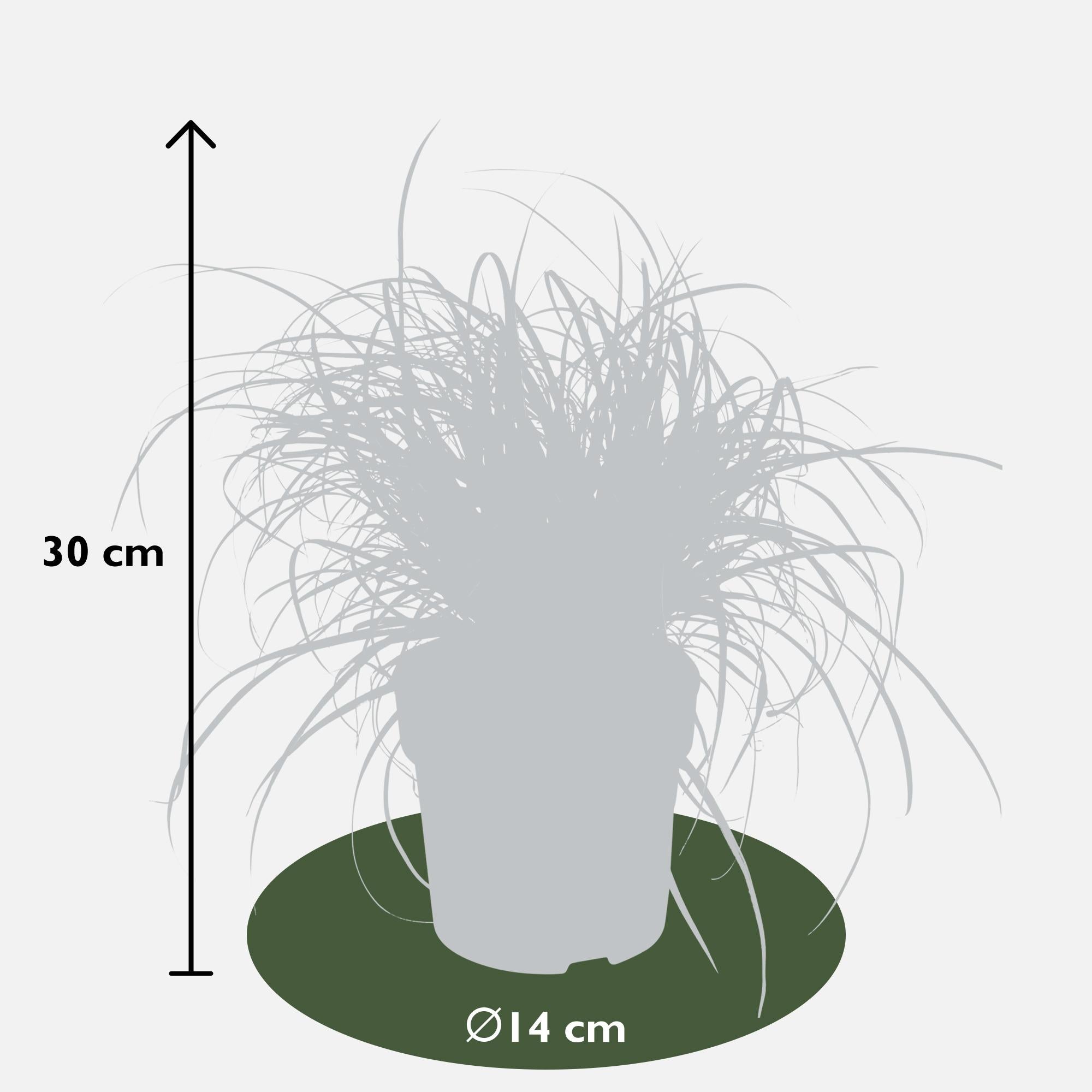 Mahagonigras - Uncinia rubra Everflame - Ø19cm - ↕40cm - Ø14 - ↨30cm