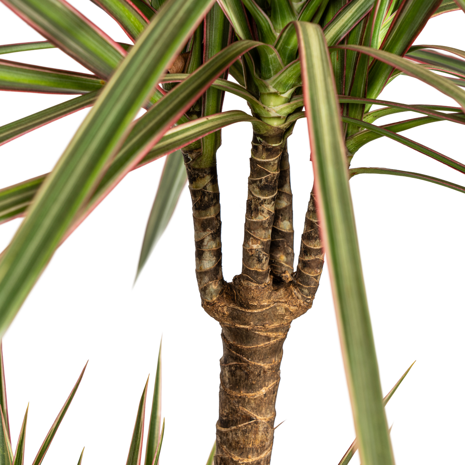 Drachenbaum zweifarbig mit Korb - Dracaena Marginata Bicolor - Ø21cm - ↕110 - 130cm