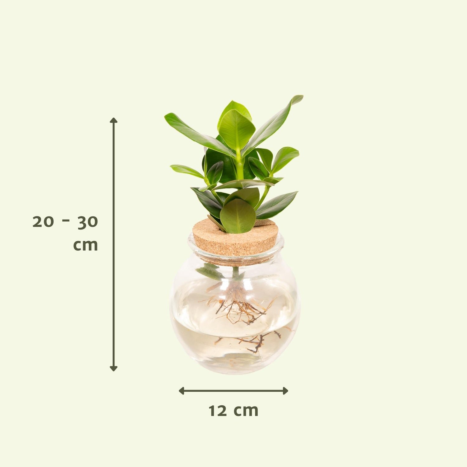 Clusia In Glas mit Korken - Ø12cm - ↕30cm