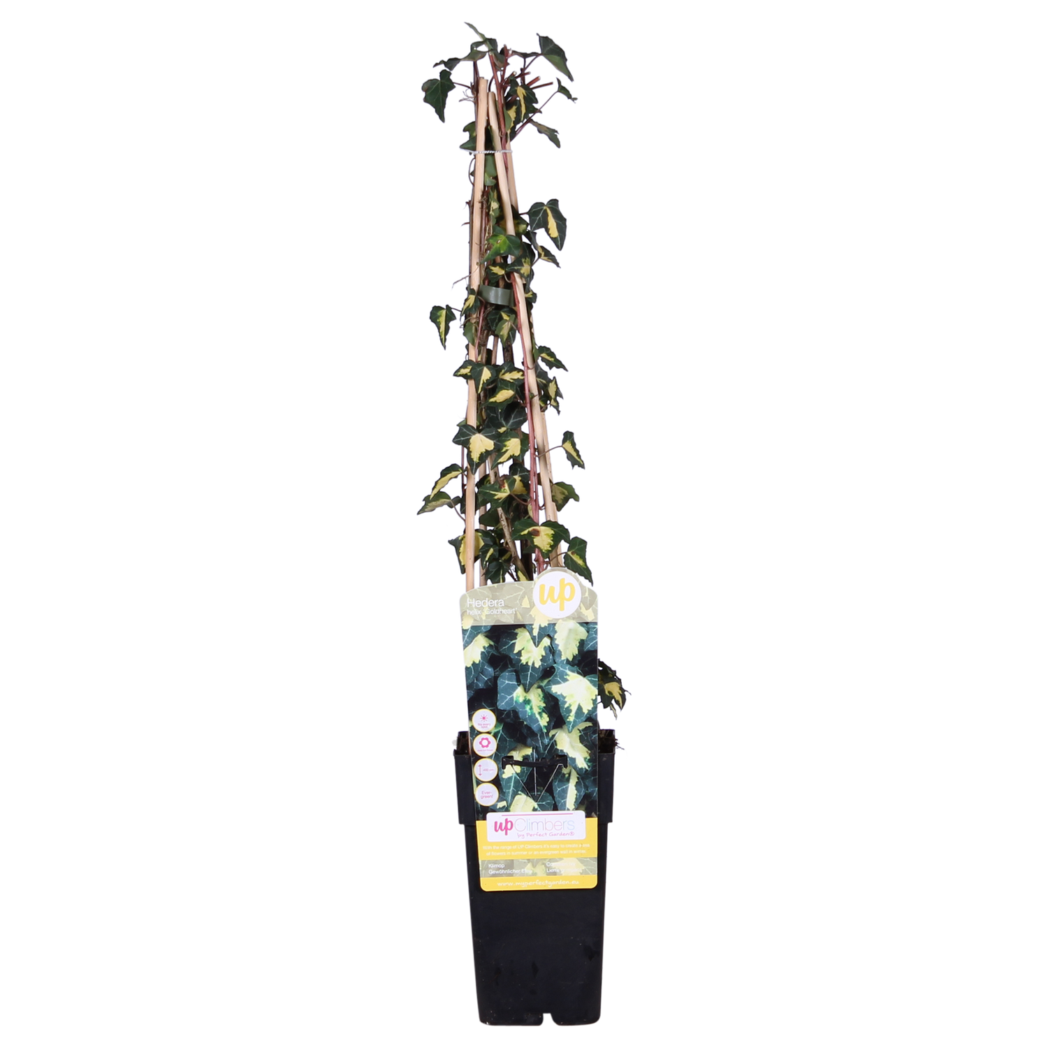 Efeu - Hedera helix &