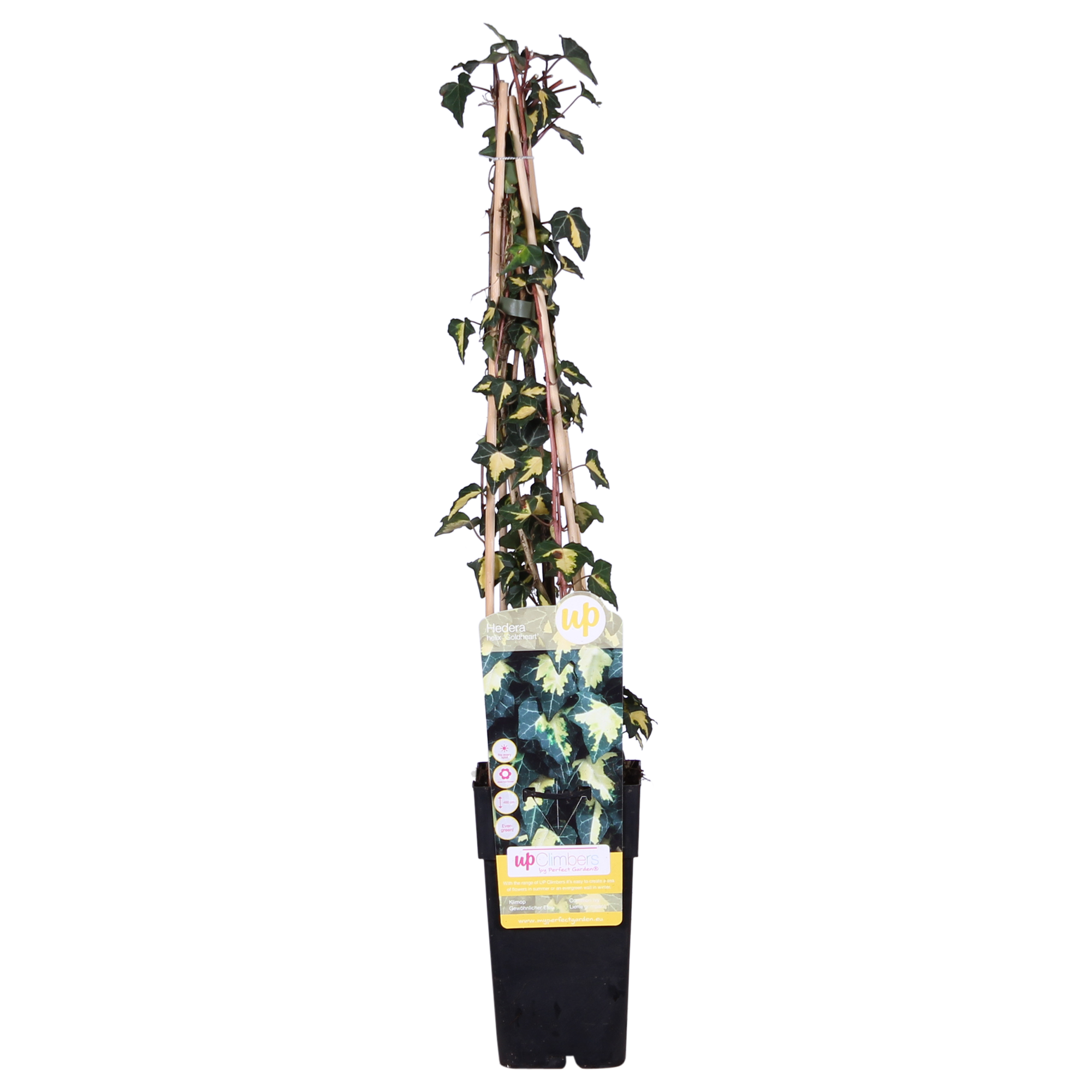 Efeu - Hedera helix &