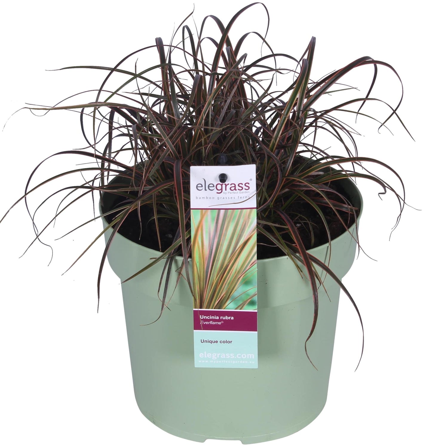 Mahagonigras - Uncinia rubra Everflame - Ø19cm - ↕40cm - Ø19 - ↨40cm