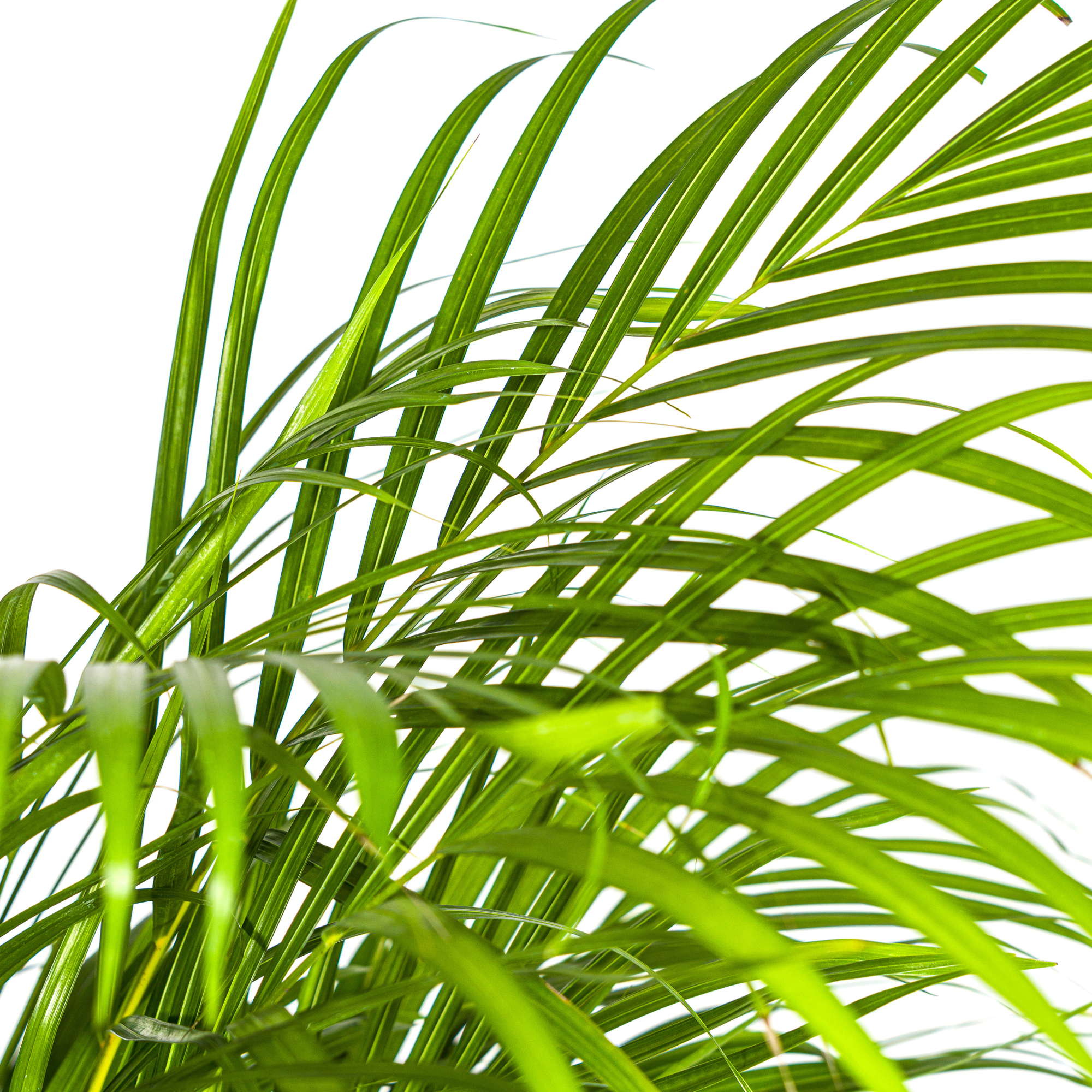 Goldpalme mit Korb - Dypsis Areca Lutescens - Ø24cm - ↕120 - 140cm