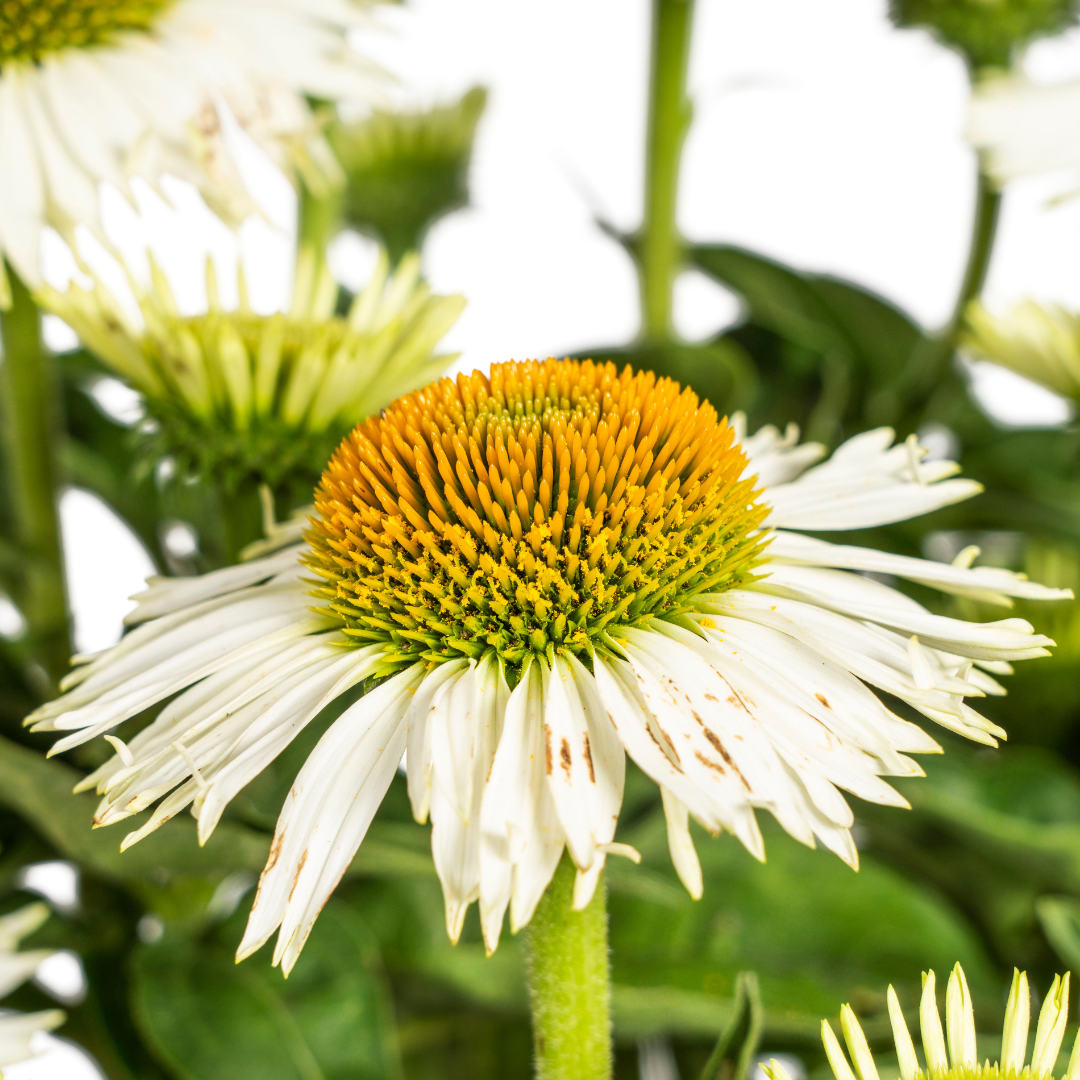 Sonnenhut - Echinacea purpurea White Ø19cm - ↕60 - 70cm