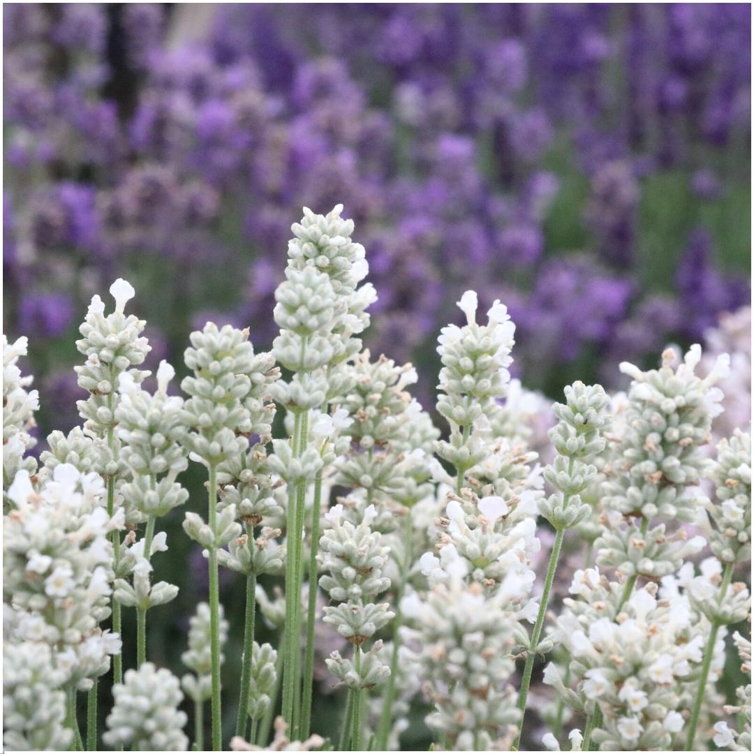 Lavendel weiß (6er Set) - 6 x Ø7 cm - ↕15 cm