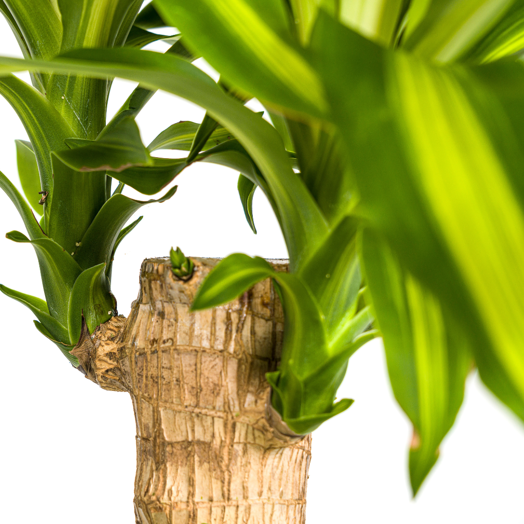 Drachenbaum mit Korb - Dracaena Fragrans Massangeana - Ø21cm - ↕90 - 110cm