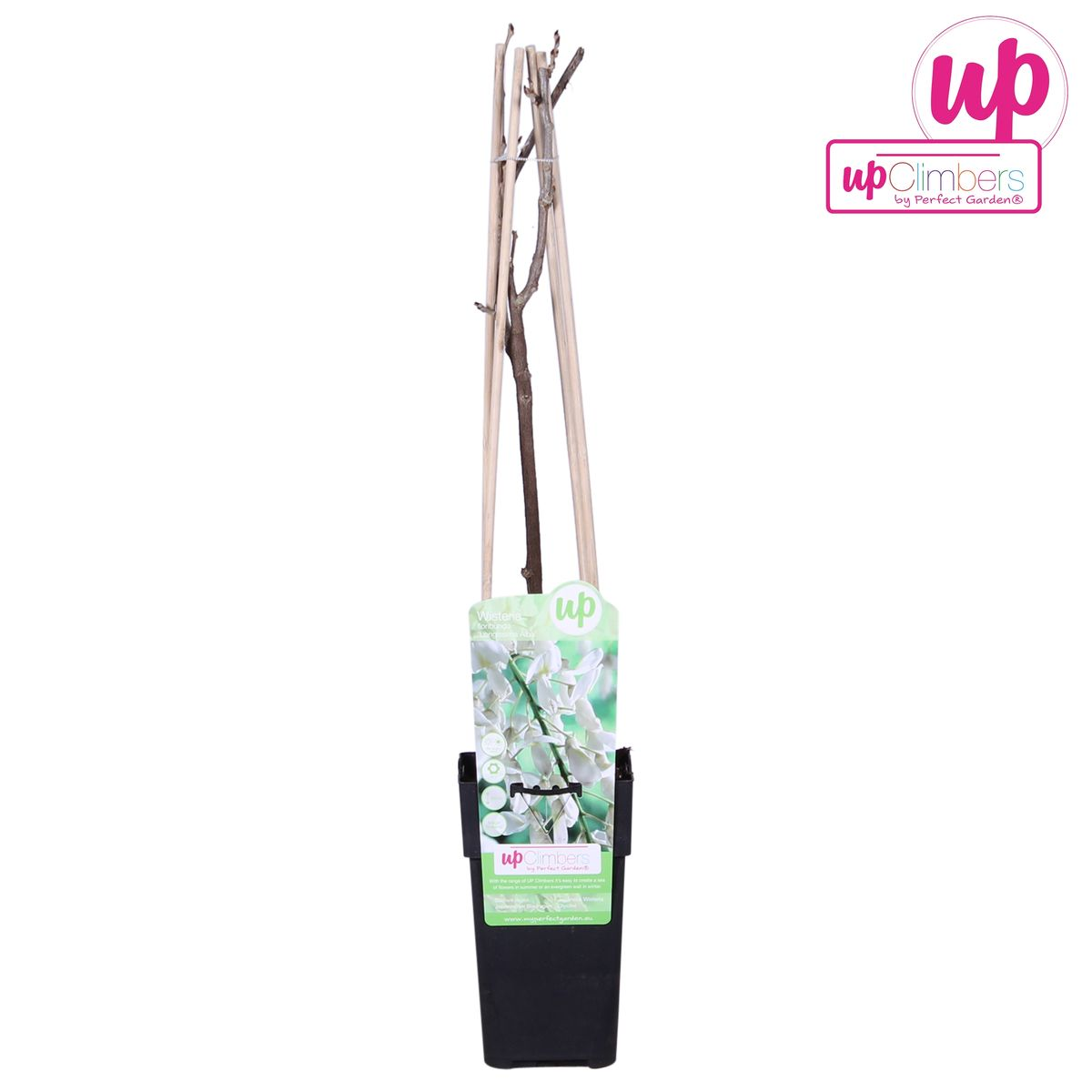 Blauregen - Wisteria floribunda &