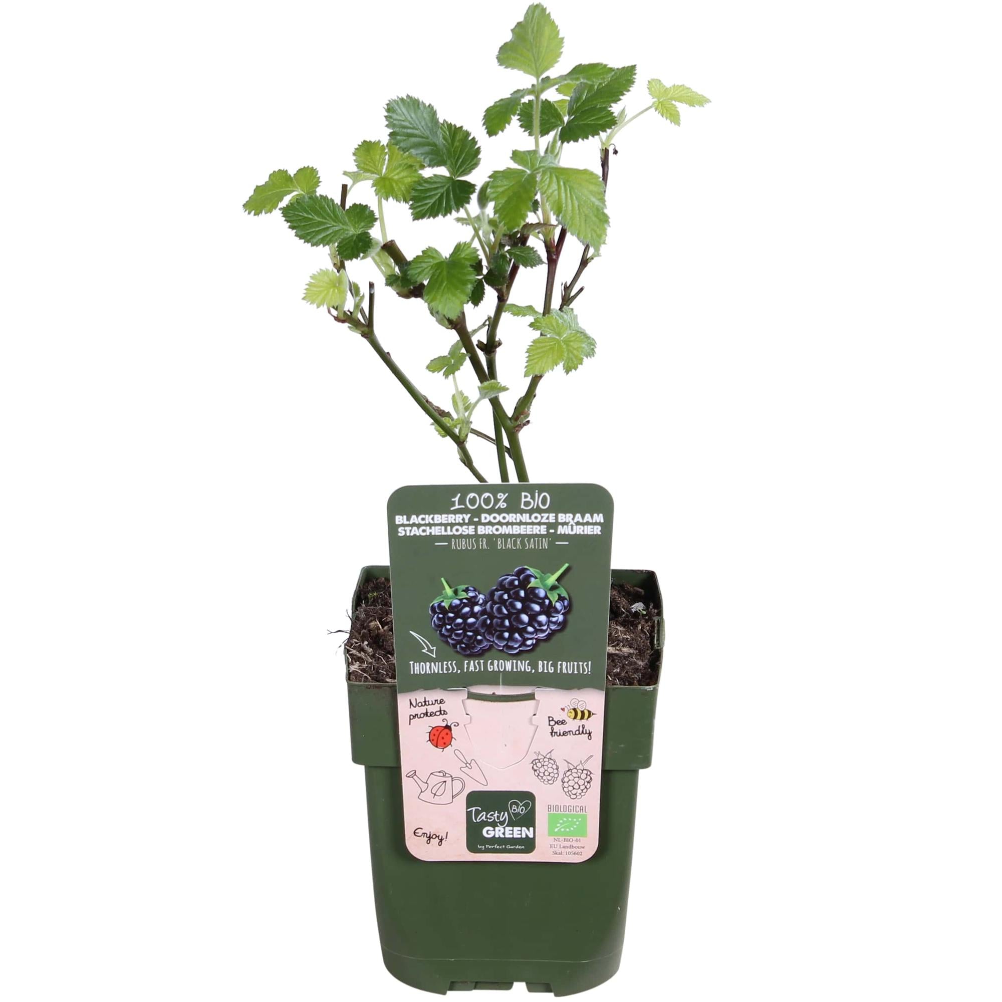 Dornenlose Brombeere - Rubus fruticosus &