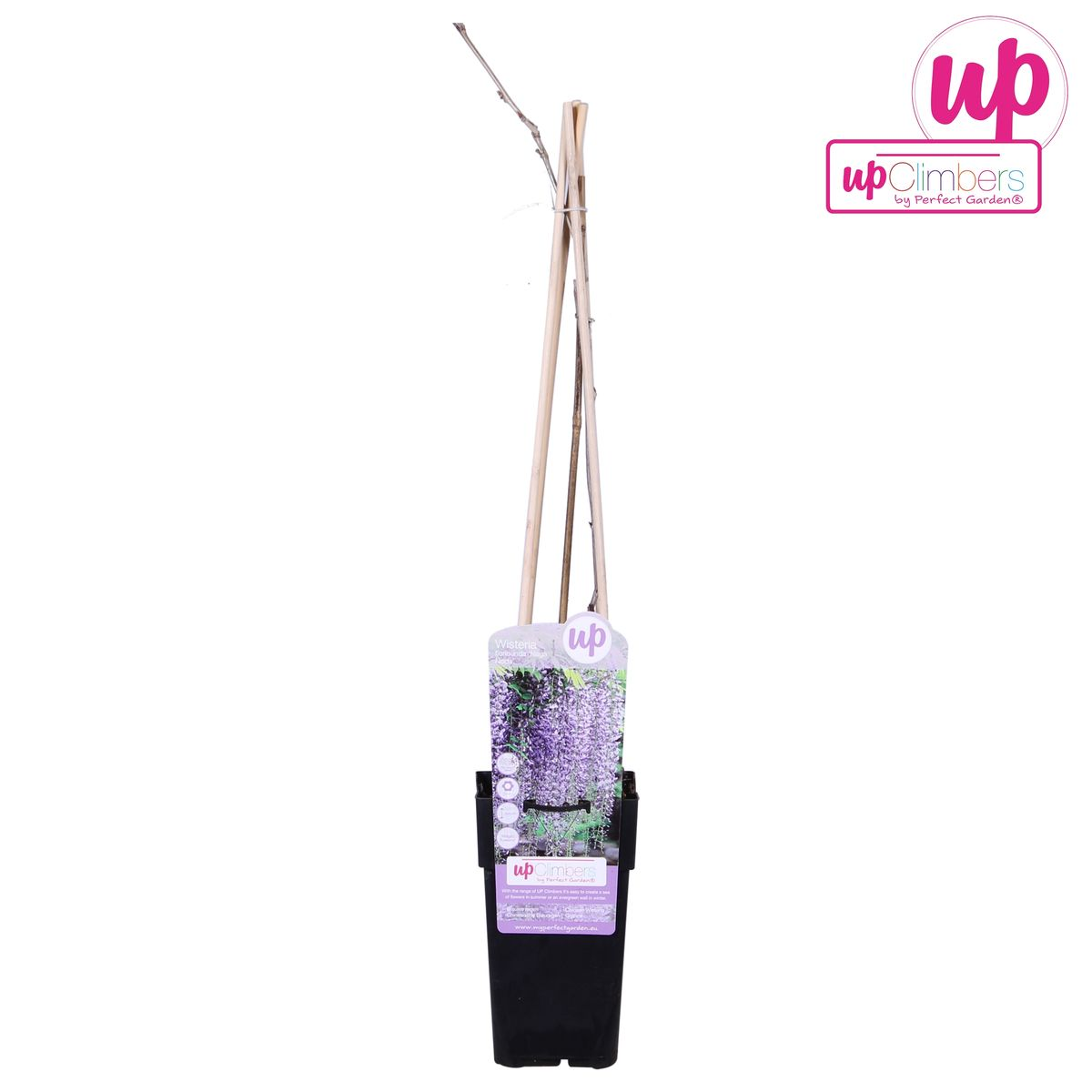 Blauregen - Wisteria floribunda &