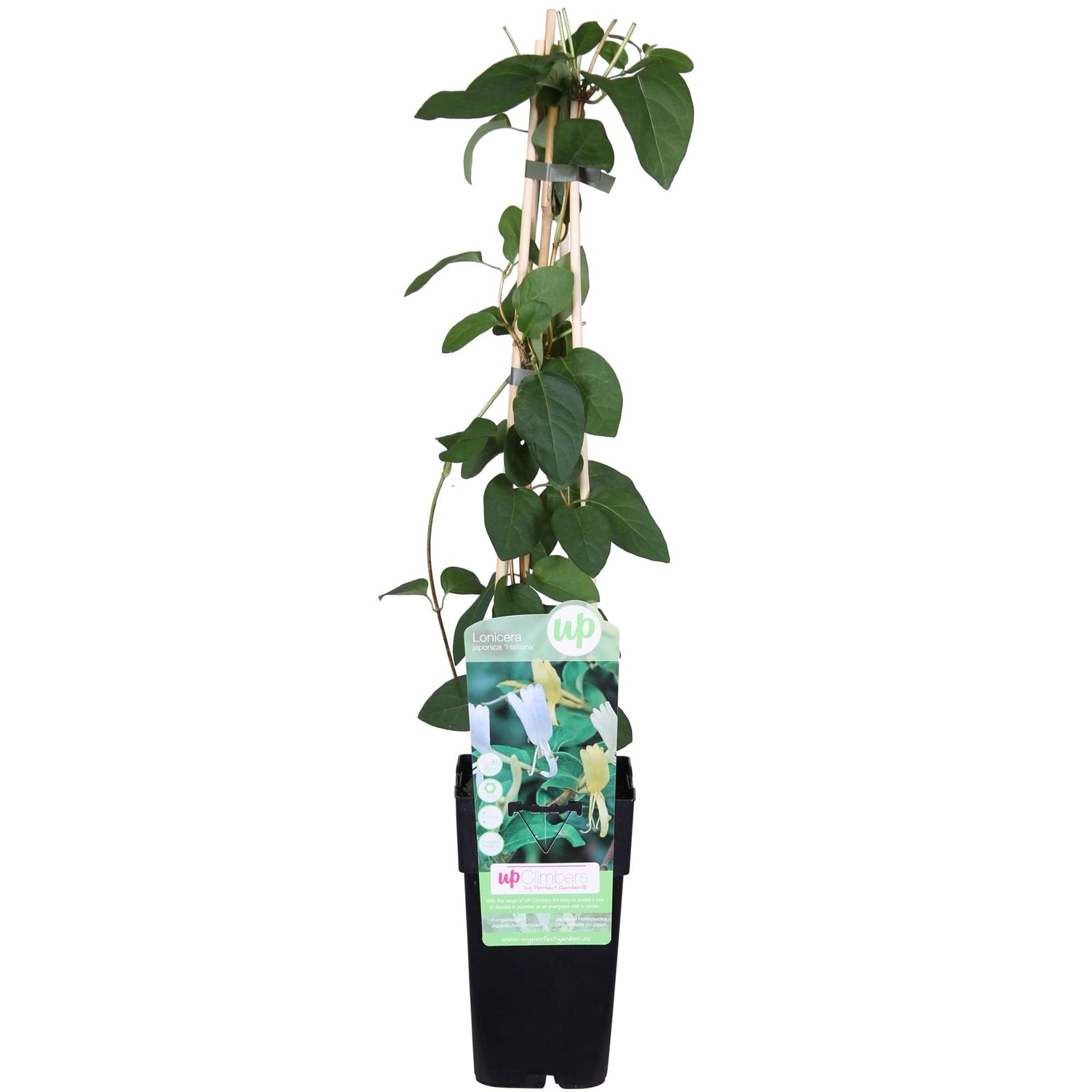 Japanisches Geißblatt - Lonicera japonica &