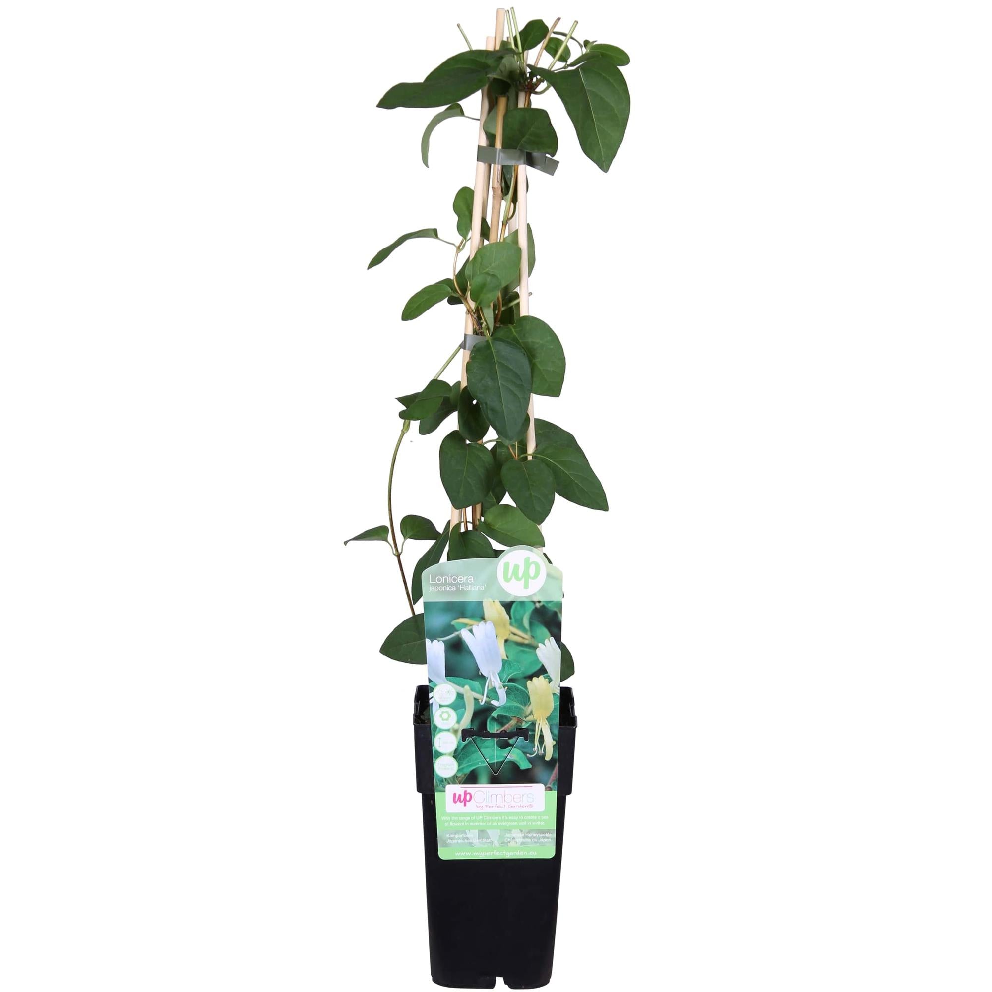 Japanisches Geißblatt - Lonicera japonica &