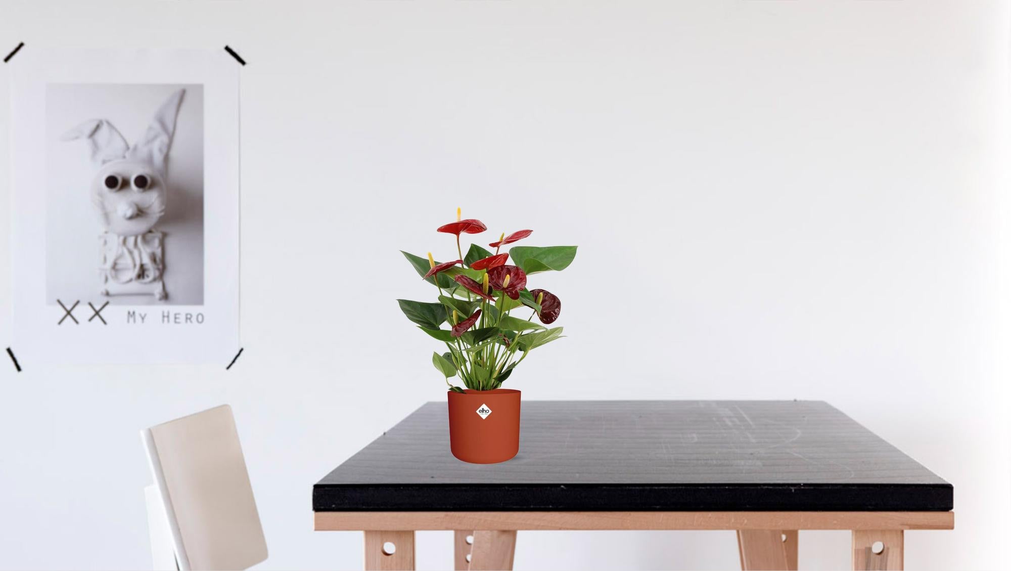 Anthurie - Anthurium Calon - Ø12cm - ↕36cm
