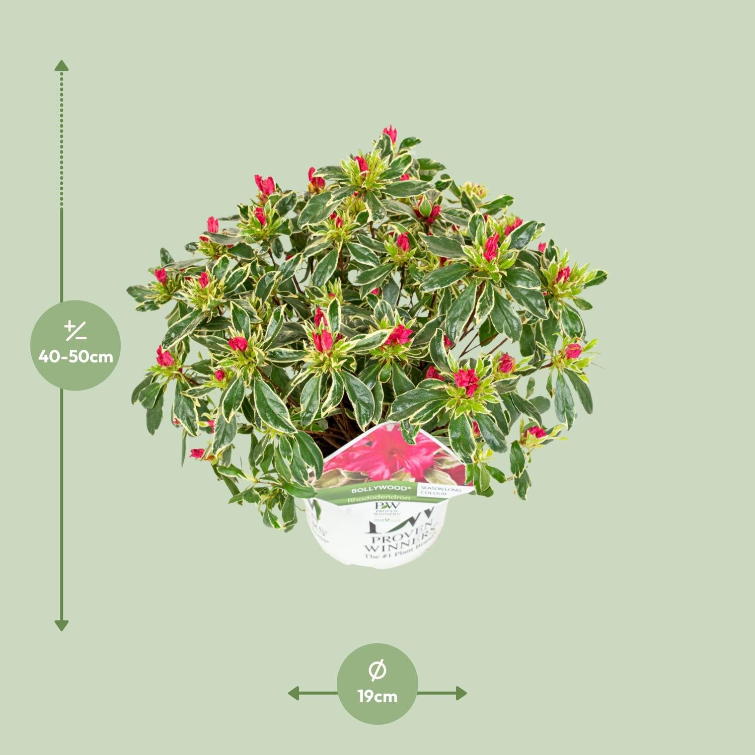 Rhododendron &