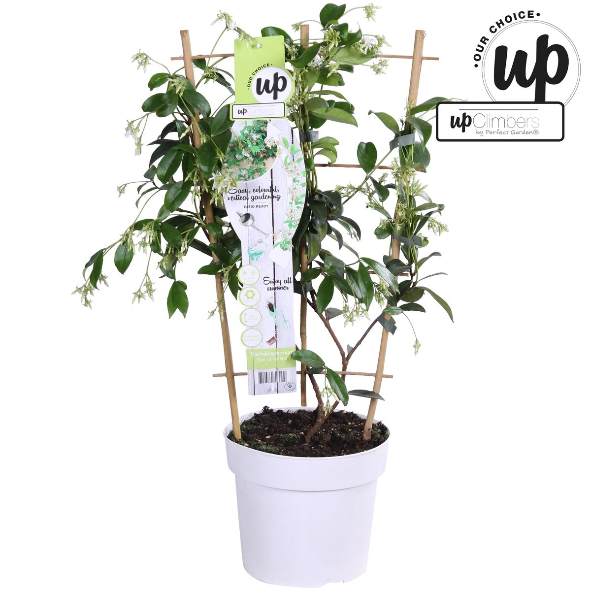 Toskanischer Jasmin Weiß - Trachelospermum &