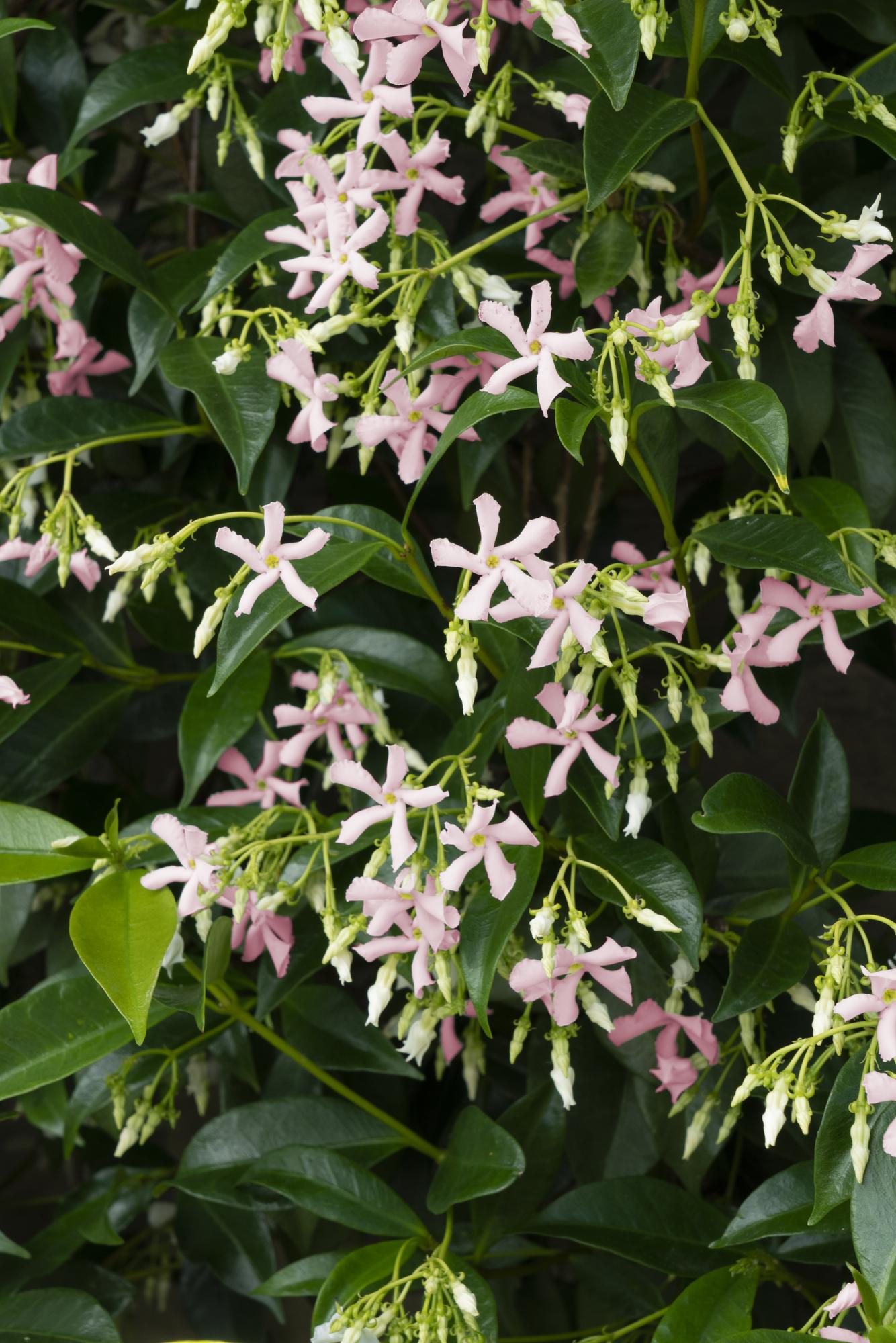 Toskanischer Jasmin Rosa - Trachelospermum &