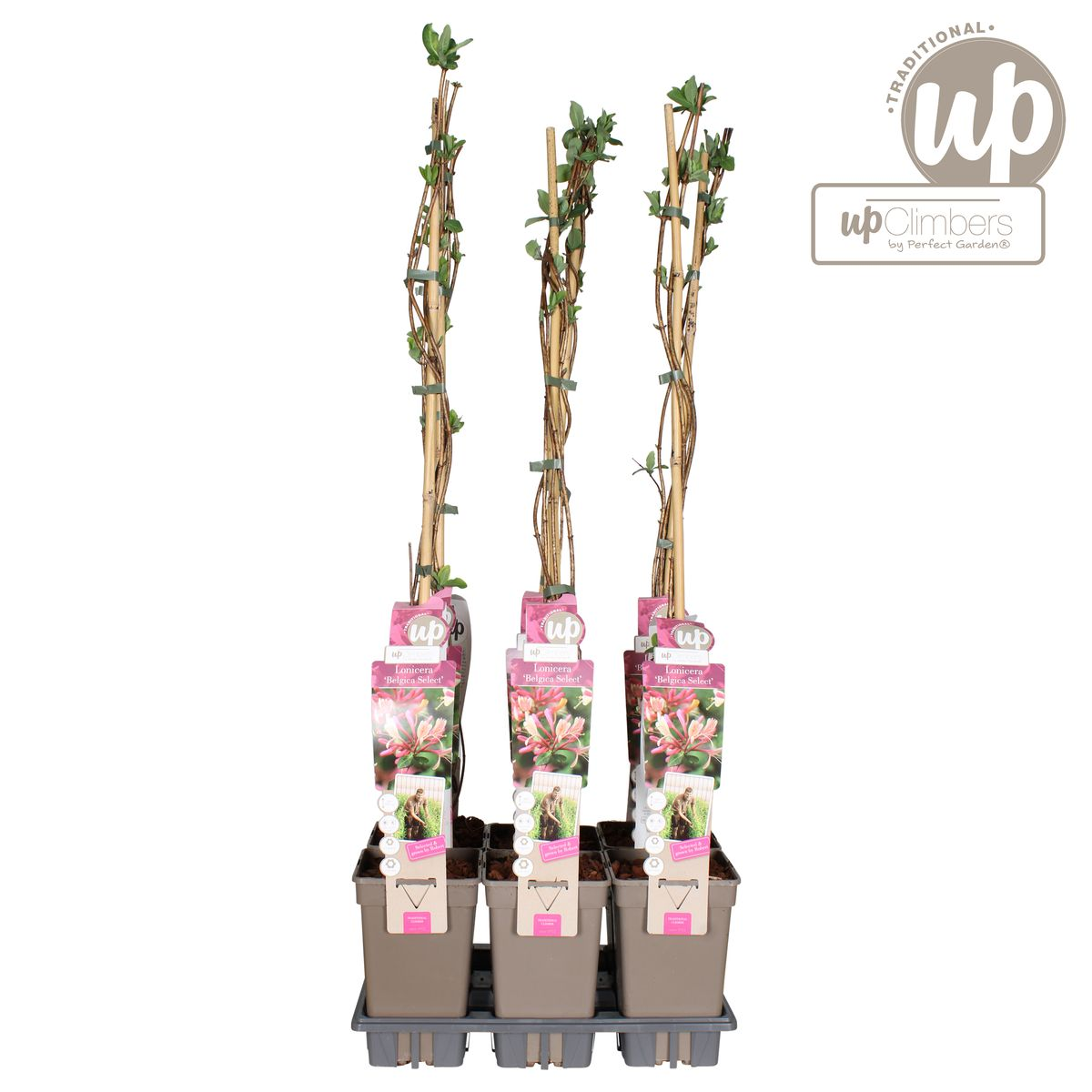 Lonicera periclymenum &
