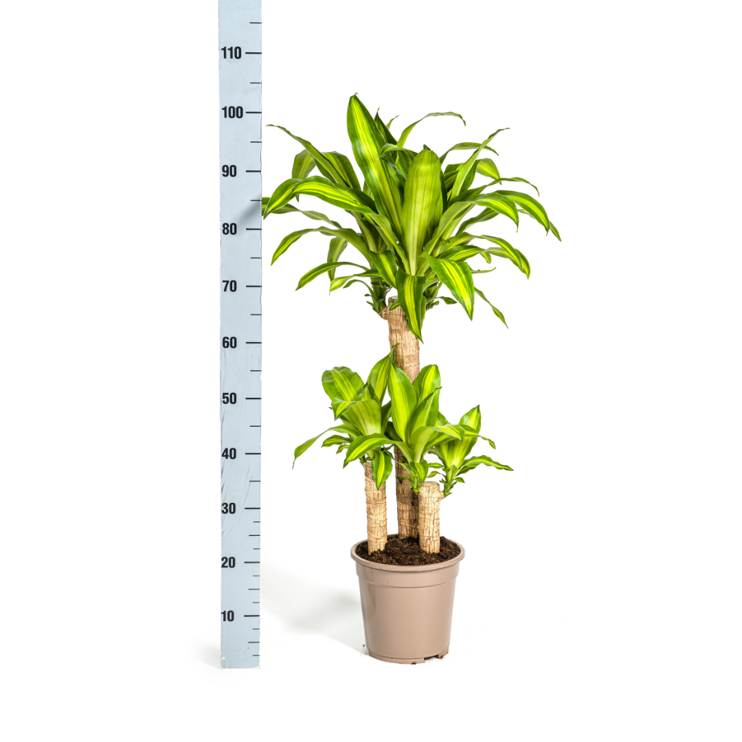 Drachenbaum mit Korb - Dracaena Fragrans Massangeana - Ø21cm - ↕90 - 110cm