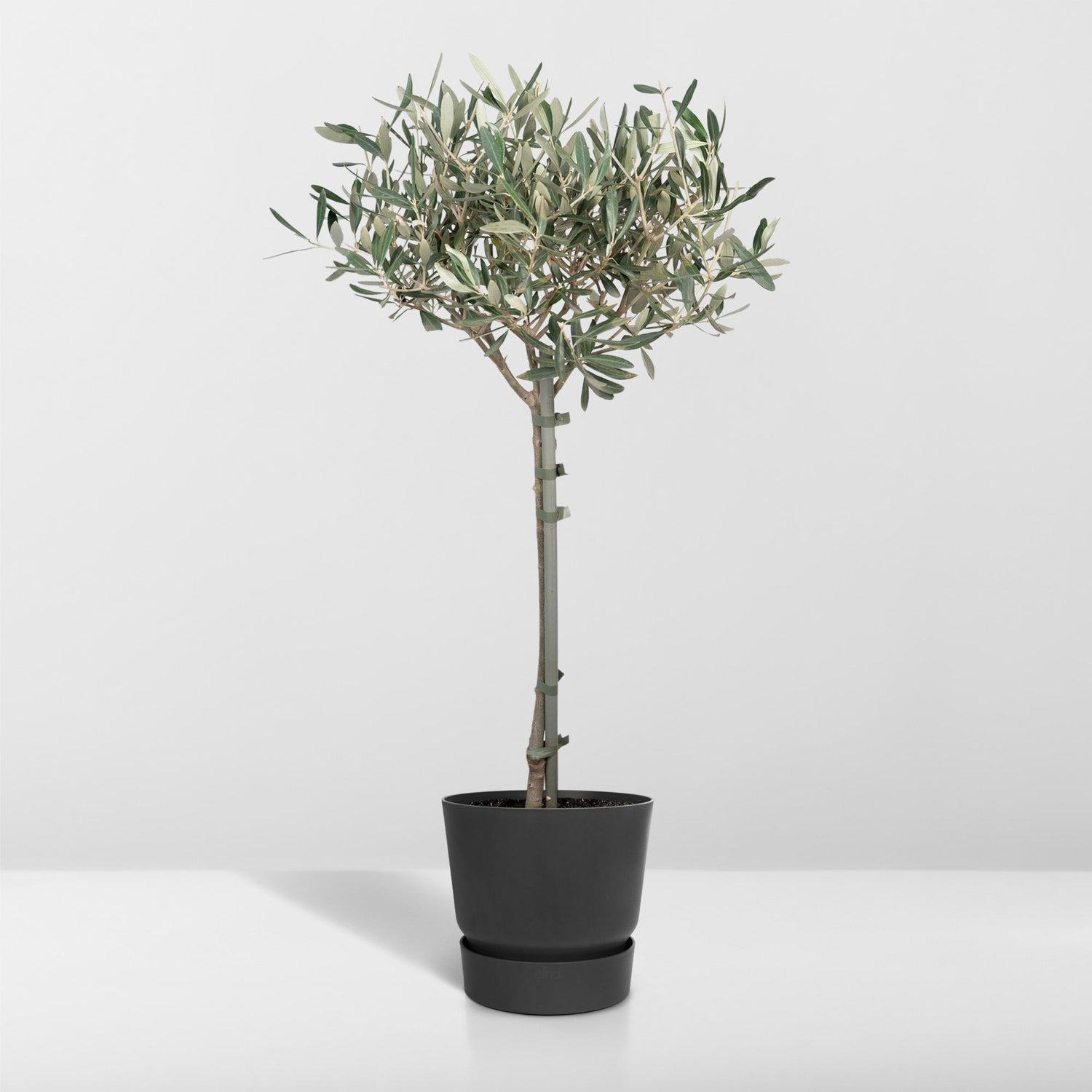 Olive Stämmchen - Ø19cm - ↕90cm