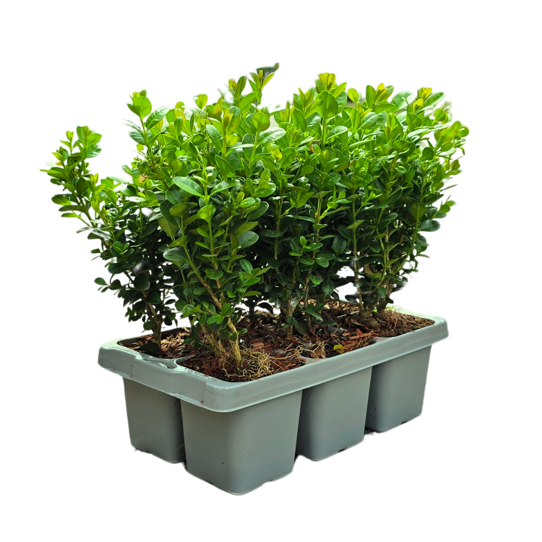 Buchsbaum – 48er Set - Ø7 cm - ↕15 cm
