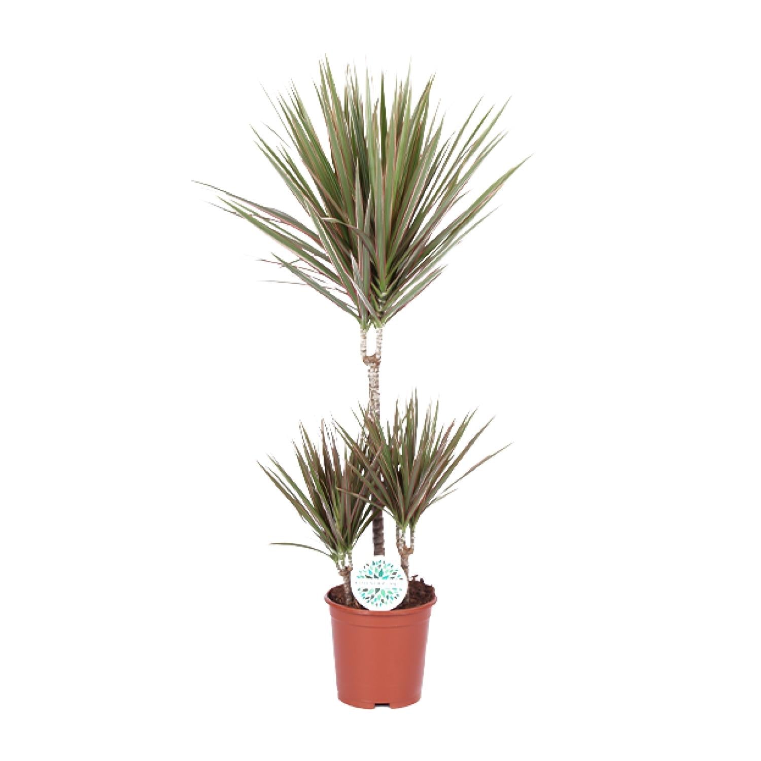 Dracaena Bicolor - Ø17cm - ↕75cm