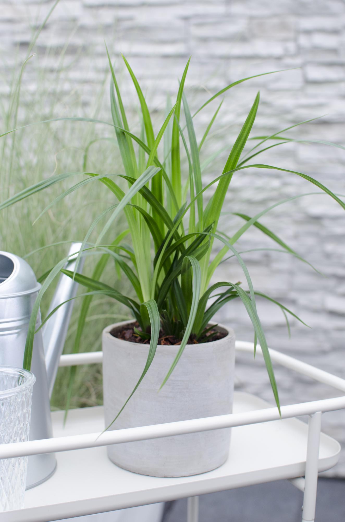 Japan-Segge - Carex morrowii Irish Green