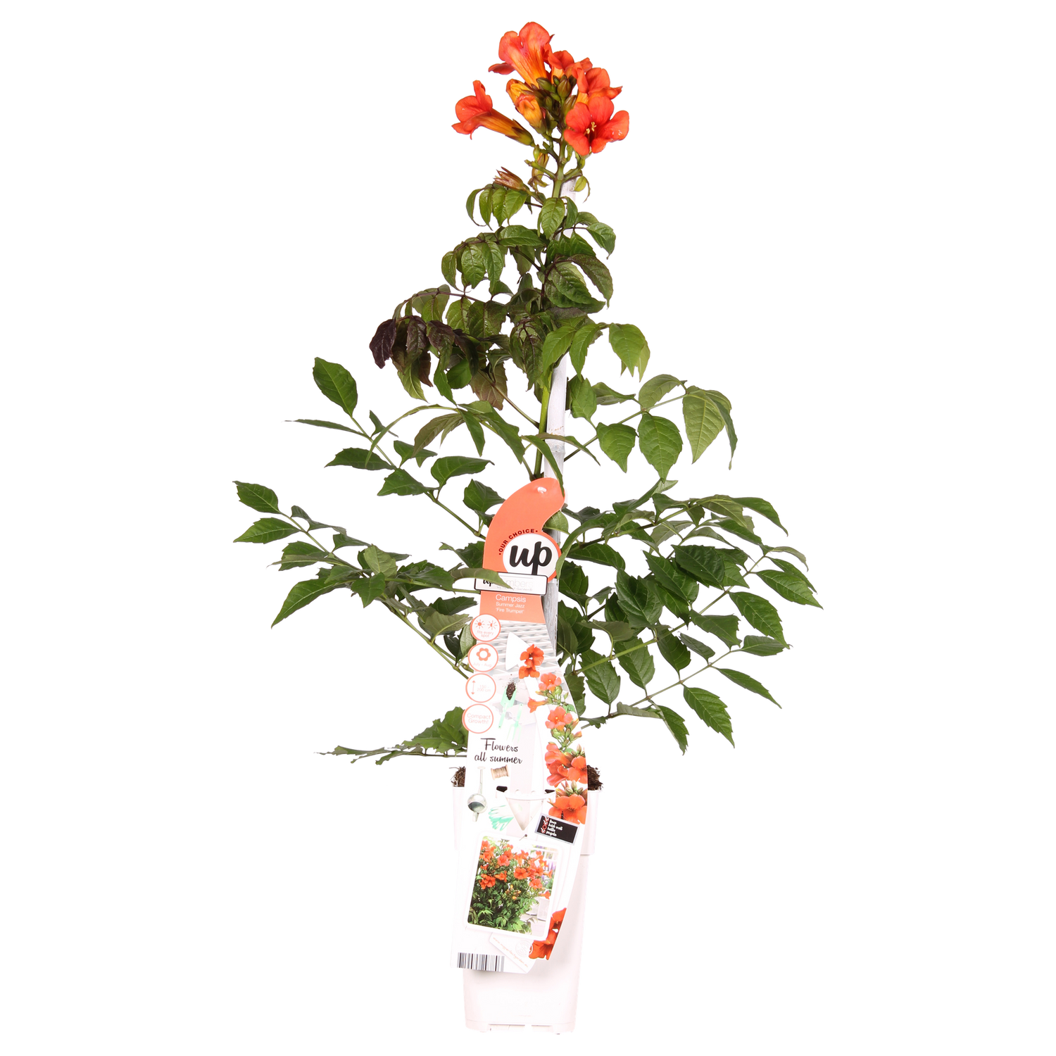 Trompetenblume - Campsis Summer Jazz Fire Trumpet - Ø19cm - ↕70cm - Ø15 - ↨65cm