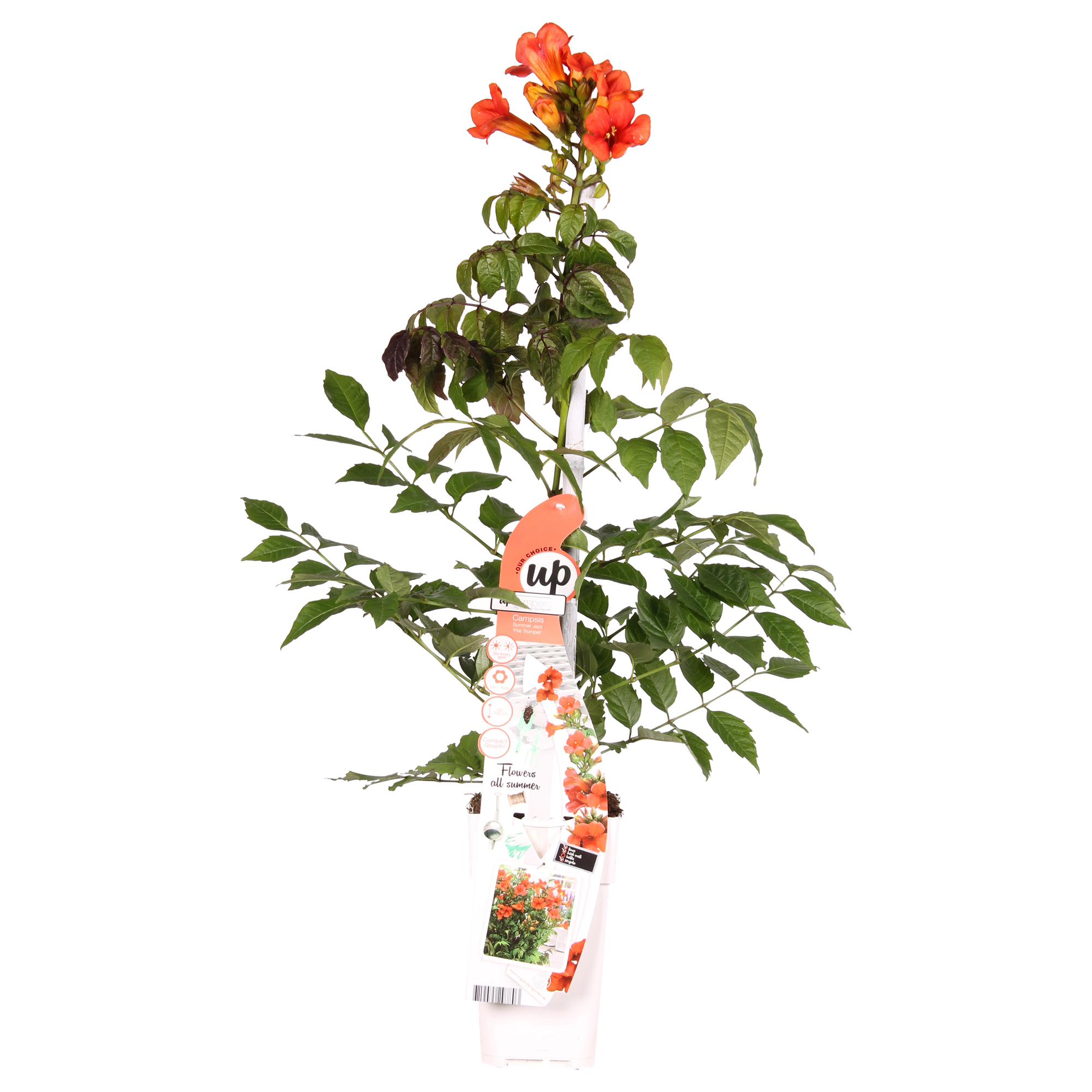 Trompetenblume - Campsis Summer Jazz Fire Trumpet - Ø19cm - ↕70cm - Ø15 - ↨65cm