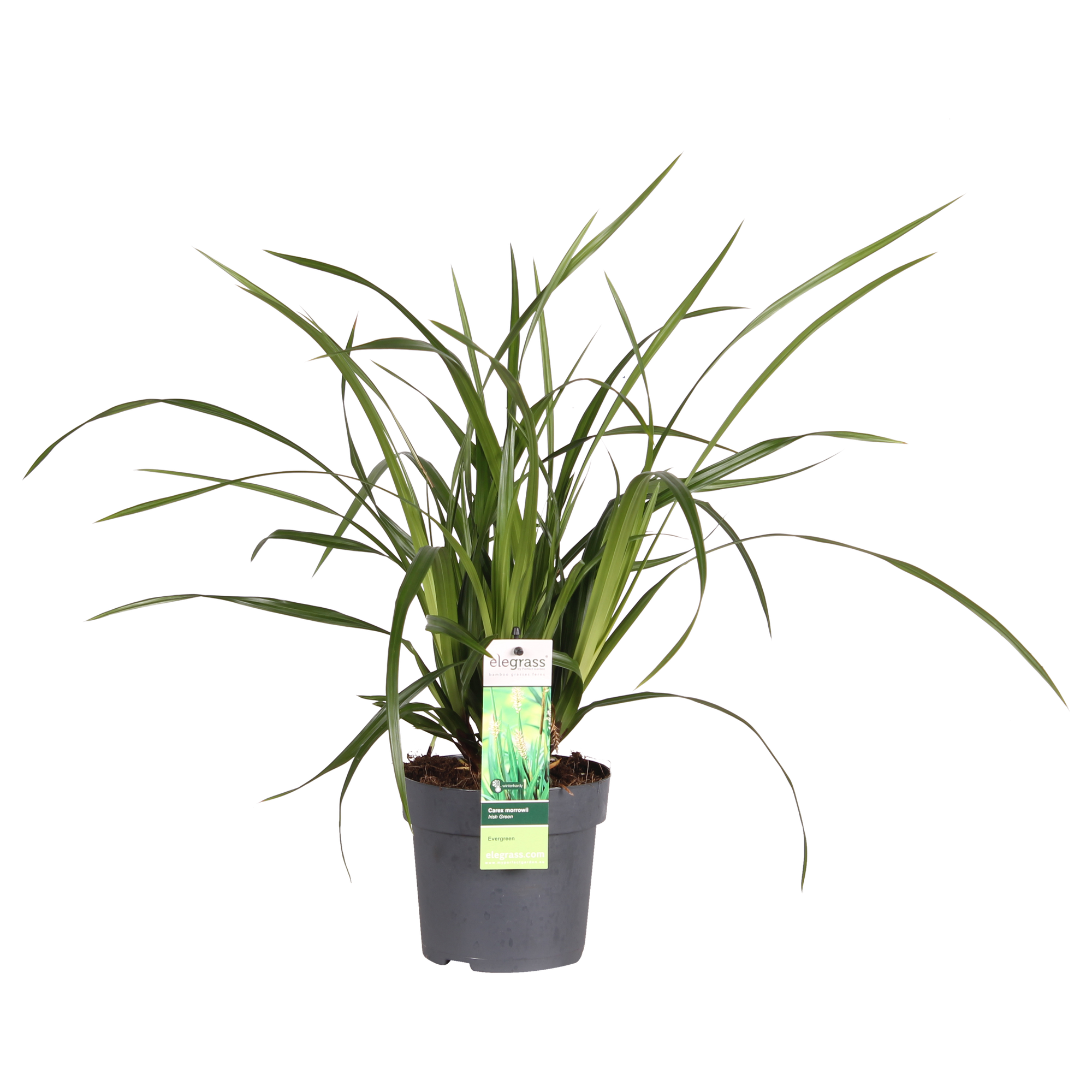 Japan-Segge - Carex morrowii Irish Green