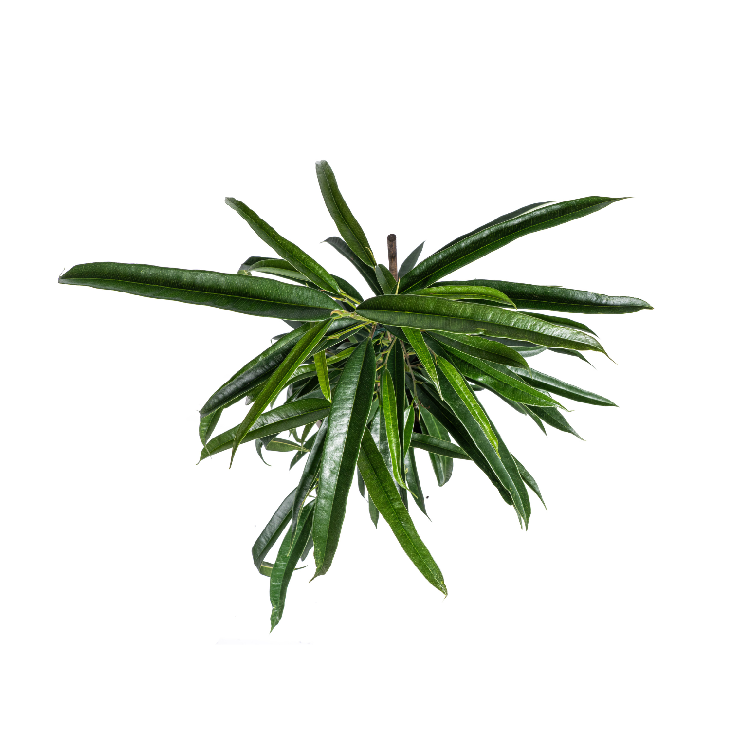 Schmalblättriger Gummibaum - Ficus Binnendijkii Alii Ø17cm - ↕60 - 80cm