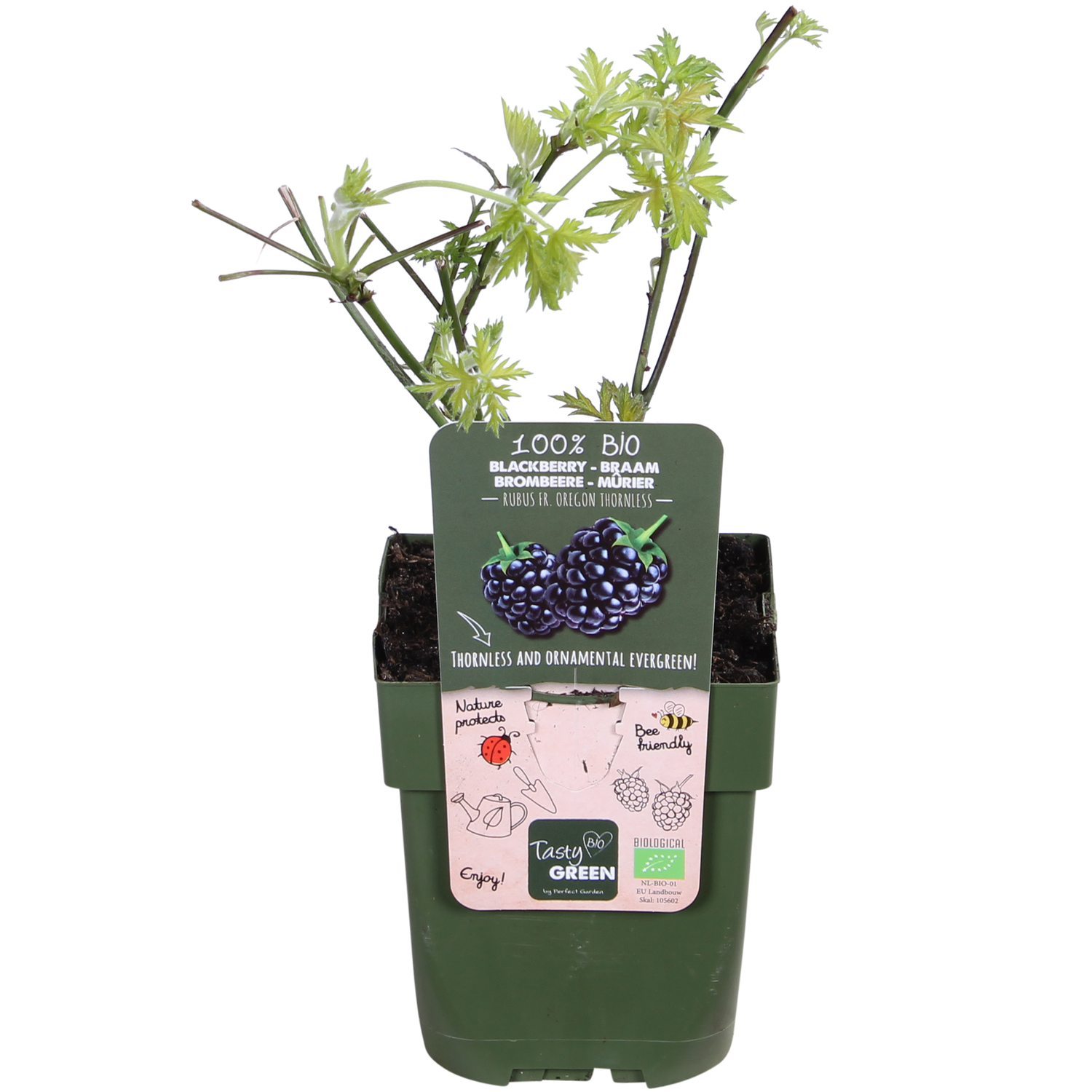 Dornenlose Brombeere - Rubus fruticosus &