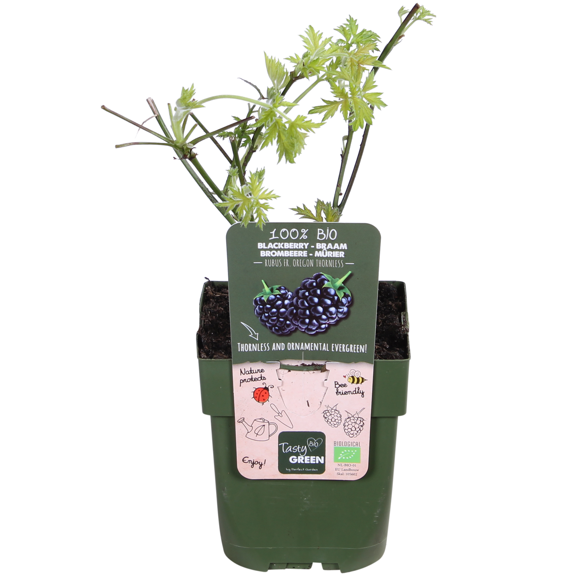 Dornenlose Brombeere - Rubus fruticosus &