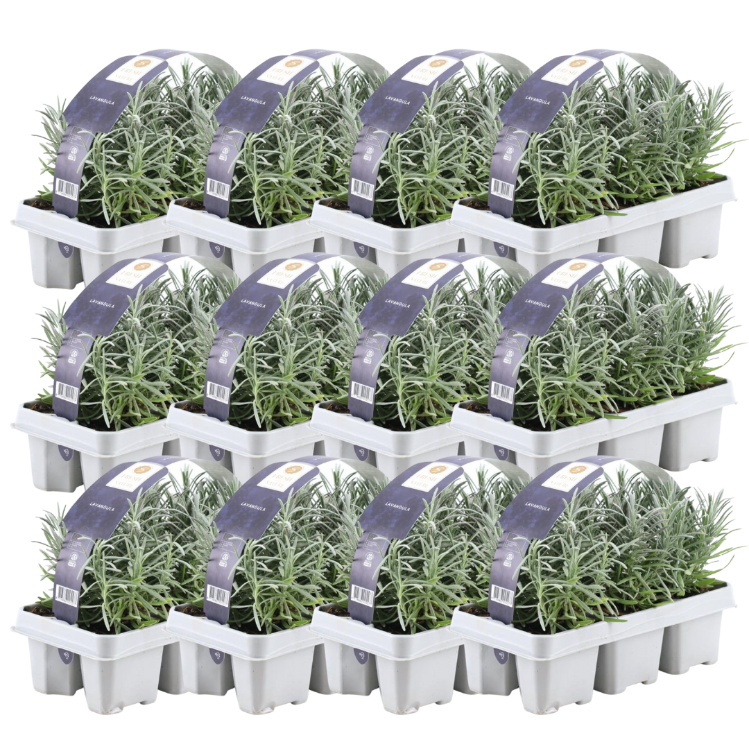 Lavendel angustifolia - 72er Set - Ø7 cm - ↕15 cm