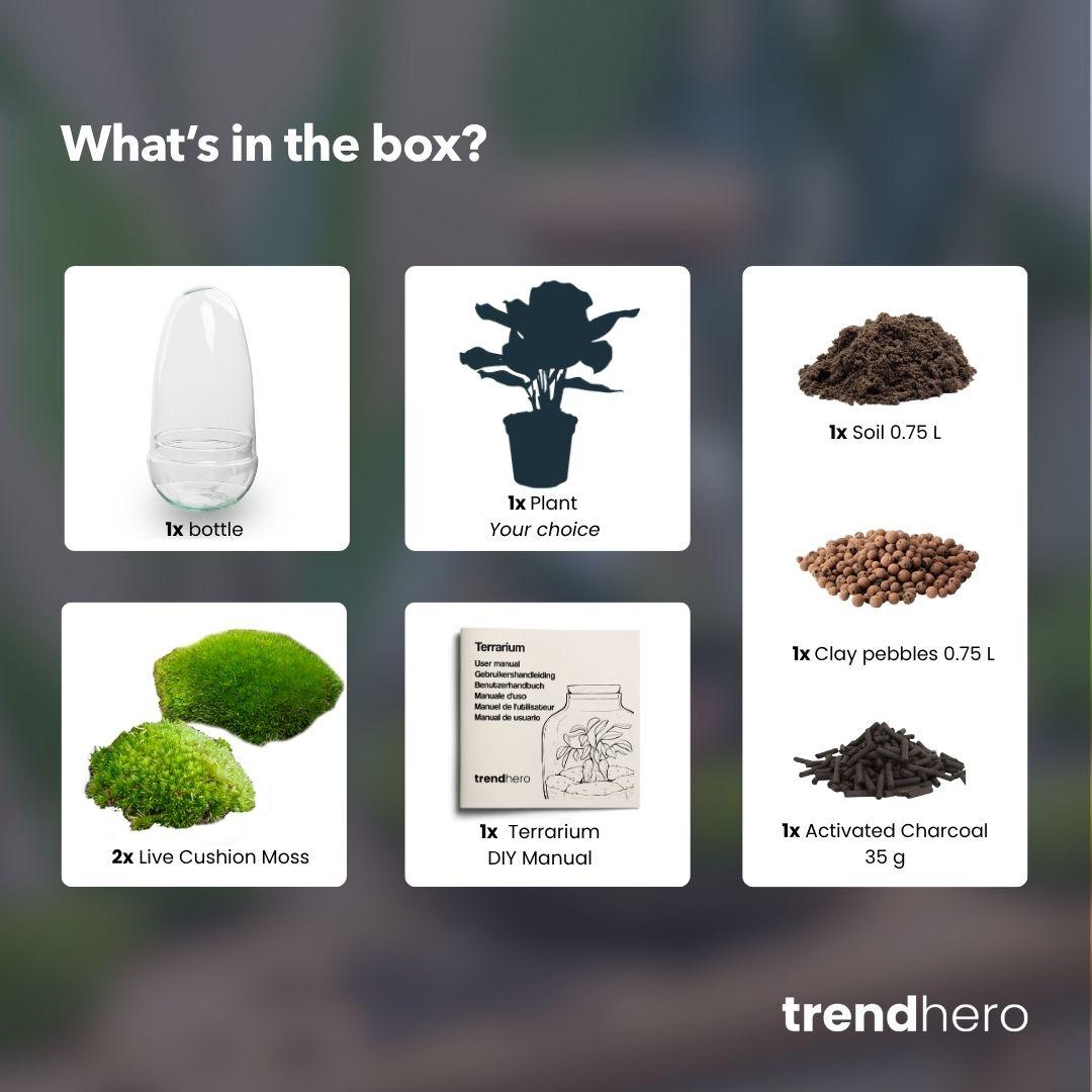 Flaschengarten - Egg Coffea Arabica - ↕ 25 cm