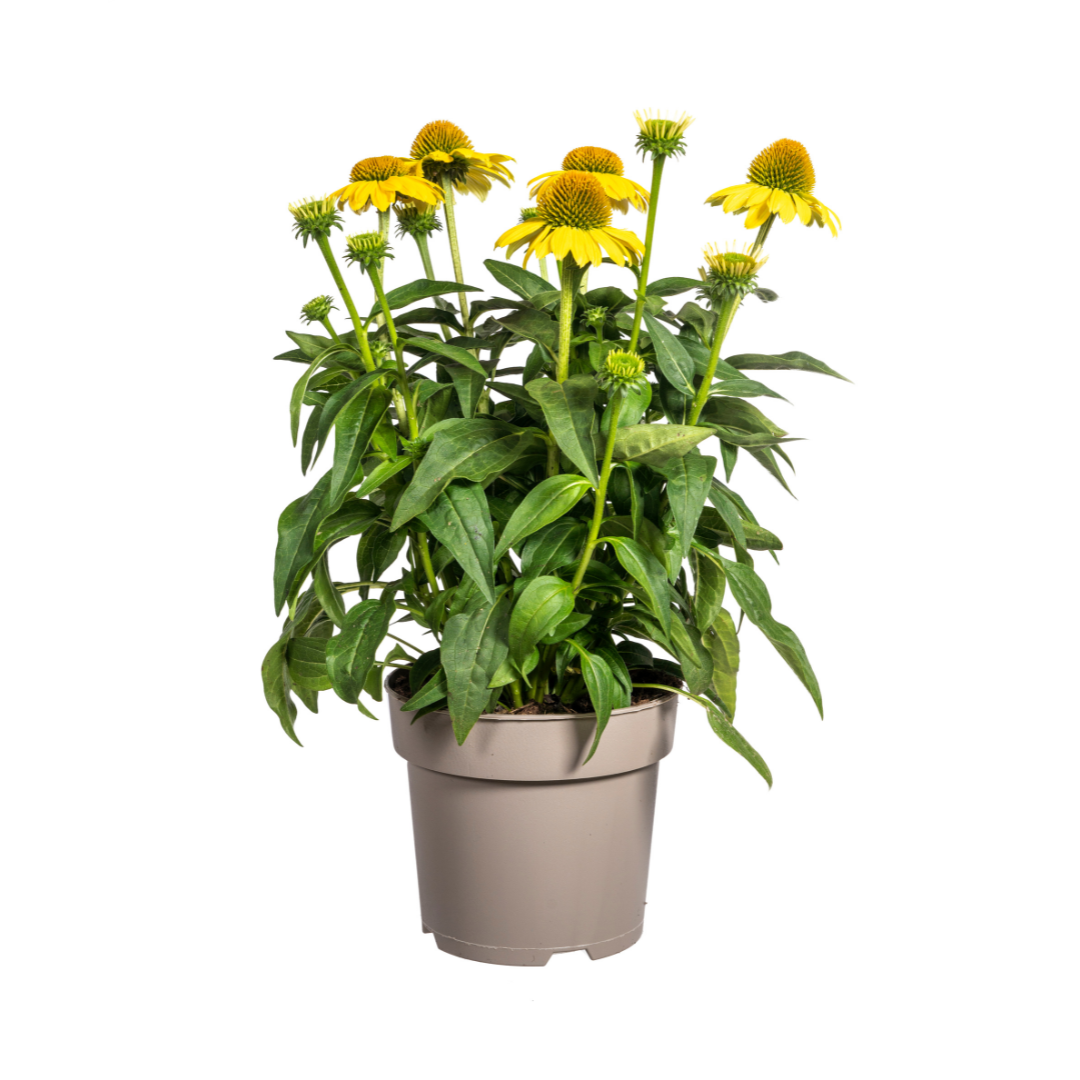 Sonnenhut - Echinacea purpurea Yellow Ø19cm - ↕60 - 70cm