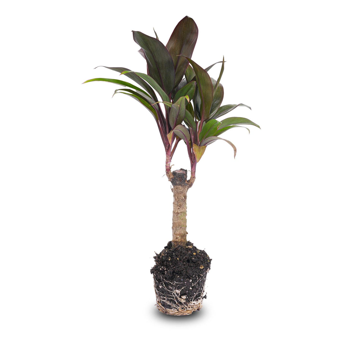Mini-palm - Cordyline fruticosa &