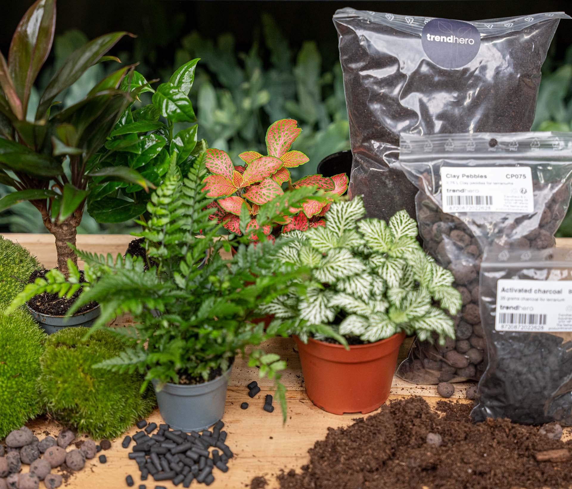 Planten terrarium navulling &amp; startpakket - Jungle