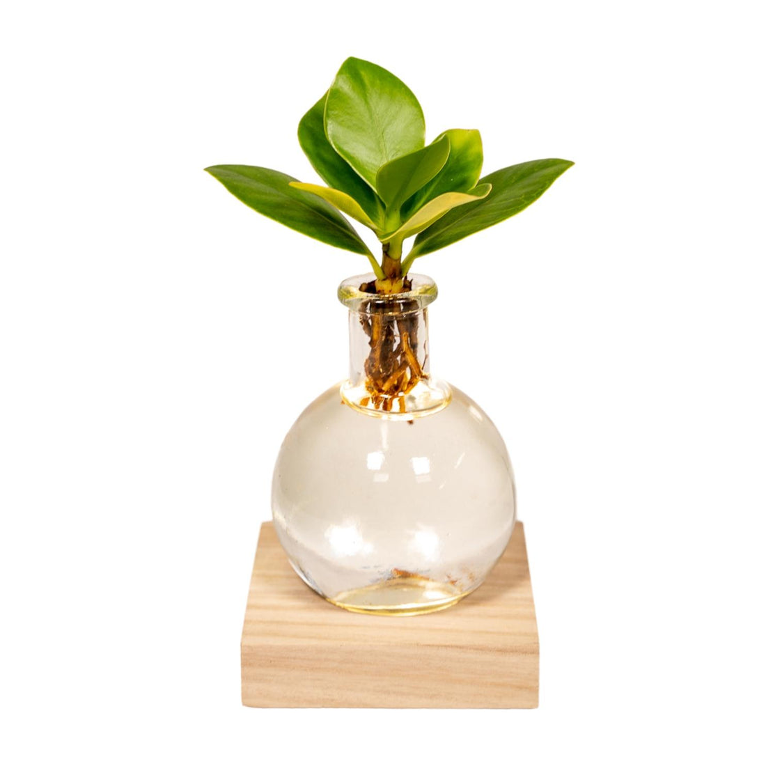 Clusia In Samoa Glas + LED - Ø4cm - ↕10cm