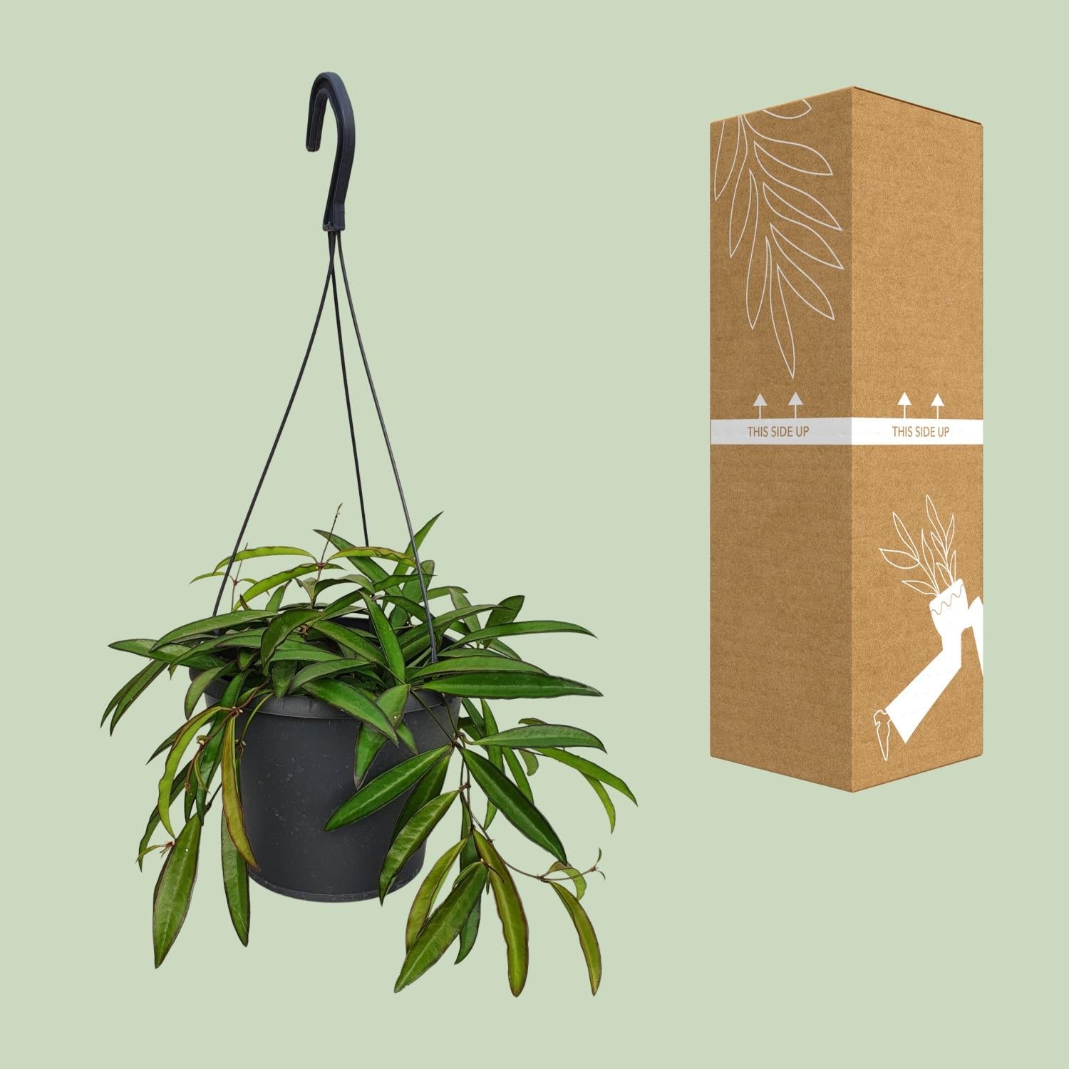 Hoya Bella - Ø19cm - ↕20cm