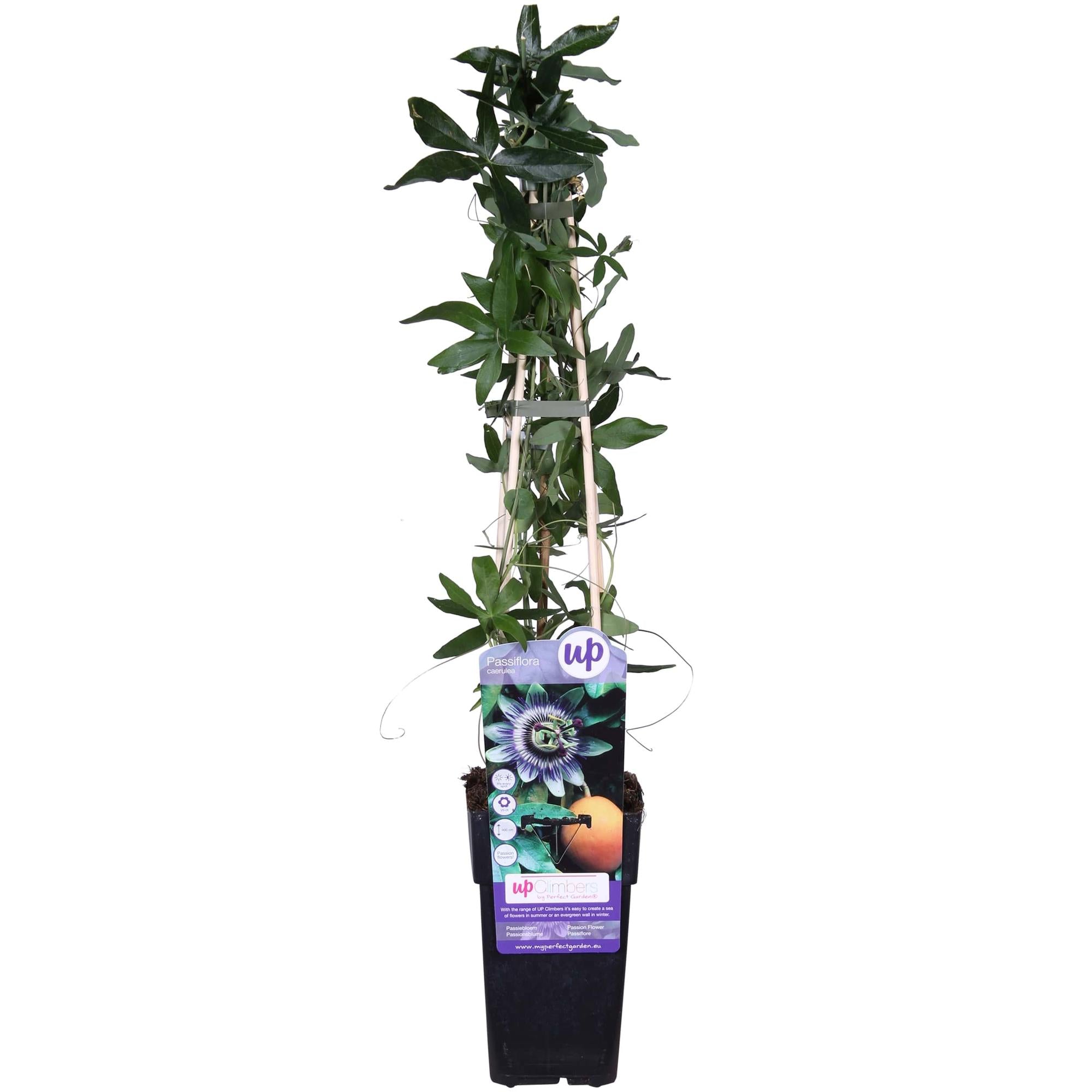 Passionsblume - Passiflora Blau caerulea - Ø15cm - ↕65cm