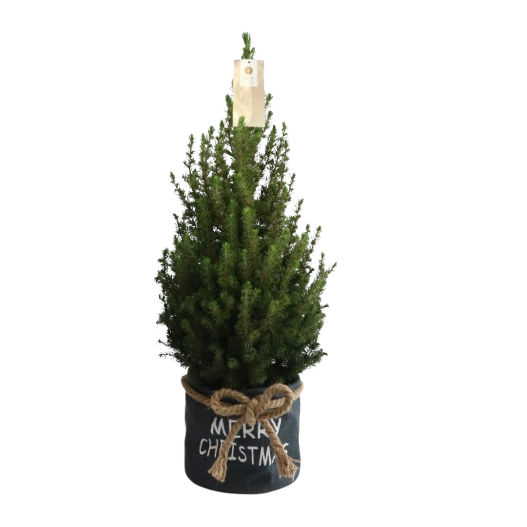 Kleiner Weihnachtsbaum in Weihnachtstopf blau - 70 cm - Picea Glauca Conica