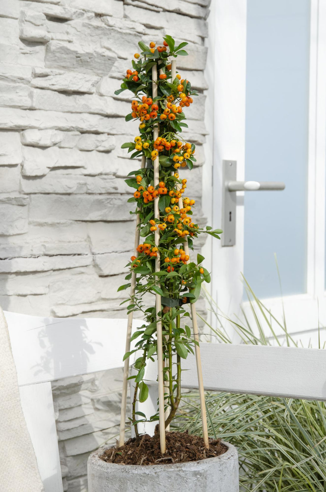 Pyracantha &